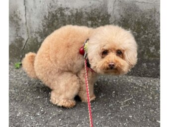 トイプードル , ねねちゃん