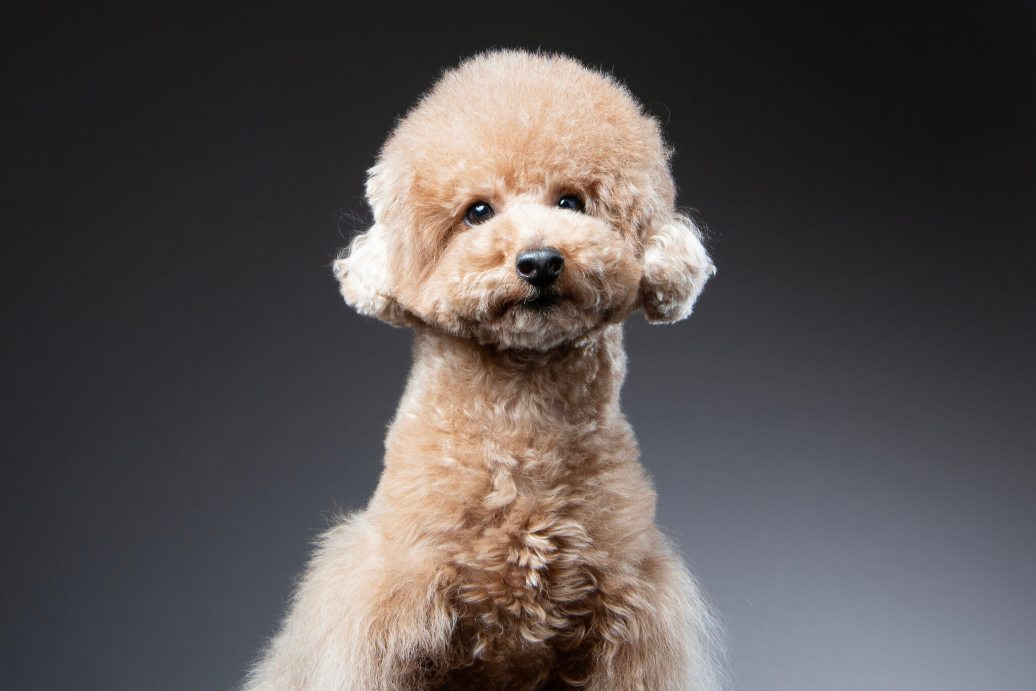 トイプードル , 内山慎吾