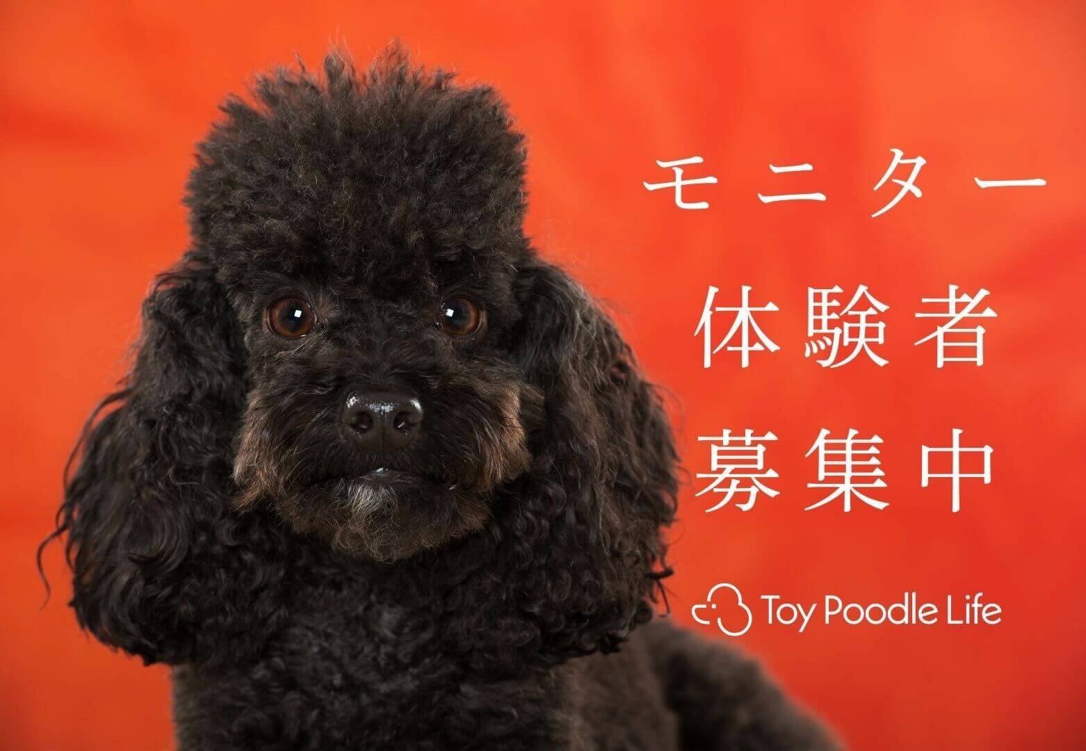 抽選200名】あなたの声で決まる！もうごはんを残さない“プードル専用