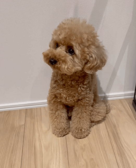 トイプードル