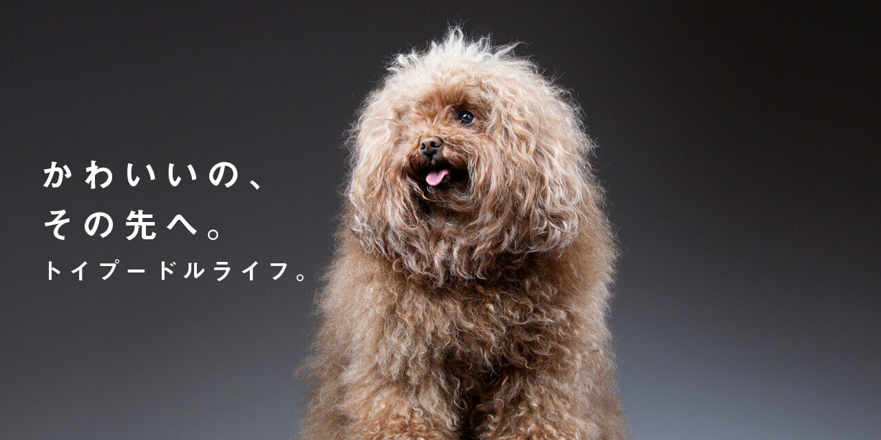 抽選200名】あなたの声で決まる！もうごはんを残さない“プードル専用