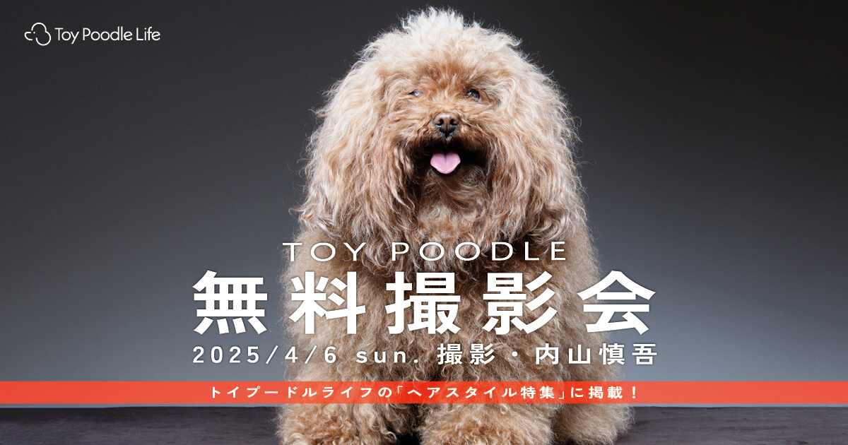 トイプードル 写真集 723 トイプードル Stock Photos, High-Res Pictures, and Images