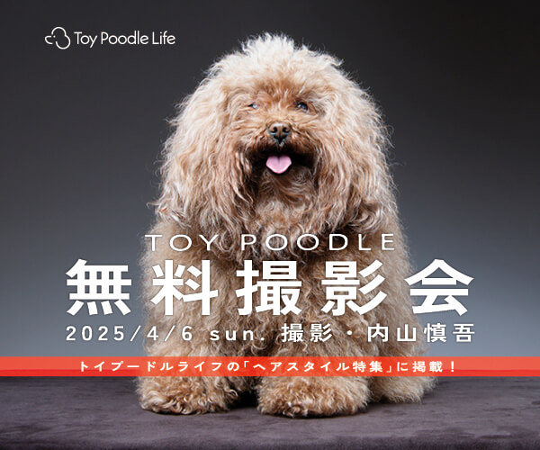モデル犬募集中】個性あつまれ！「トイプードルのヘアスタイル特集