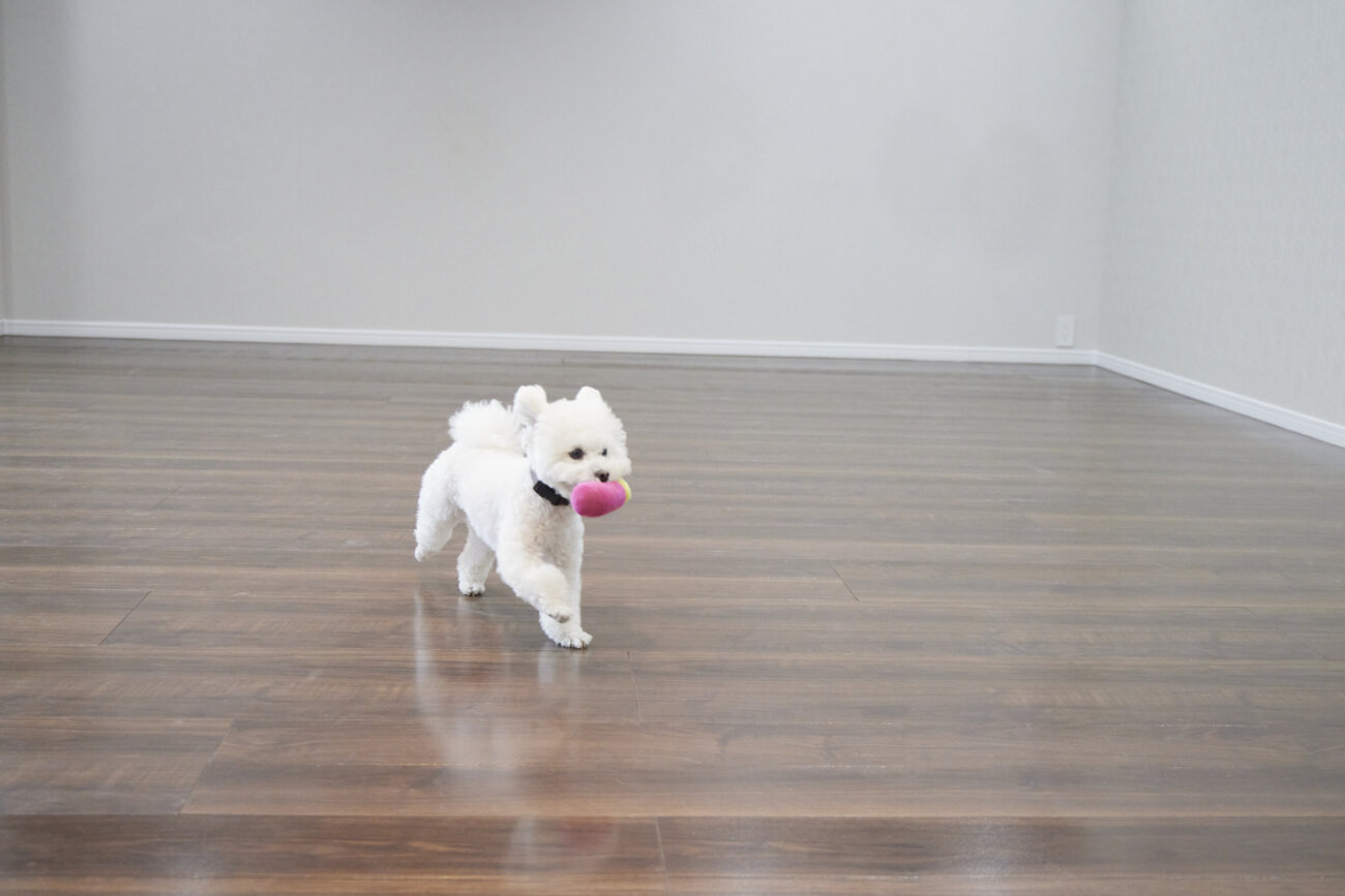 トイプー,すべらない床