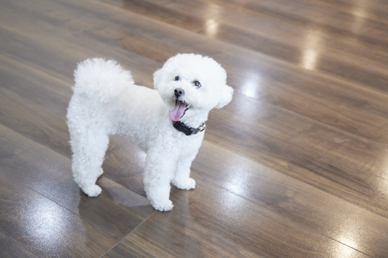 トイプー,すべらない床