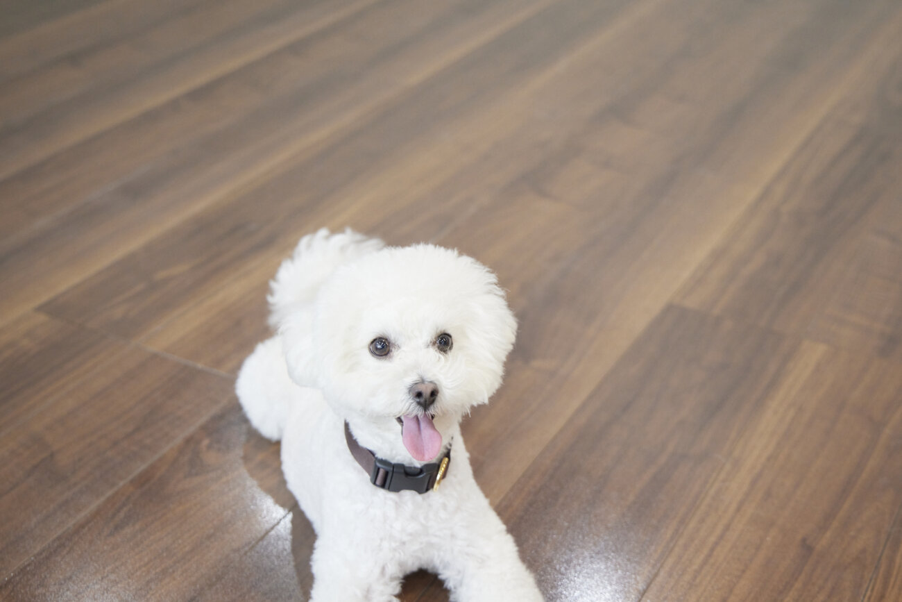 トイプー,すべらない床