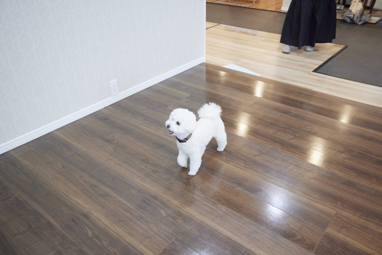 トイプー,すべらない床