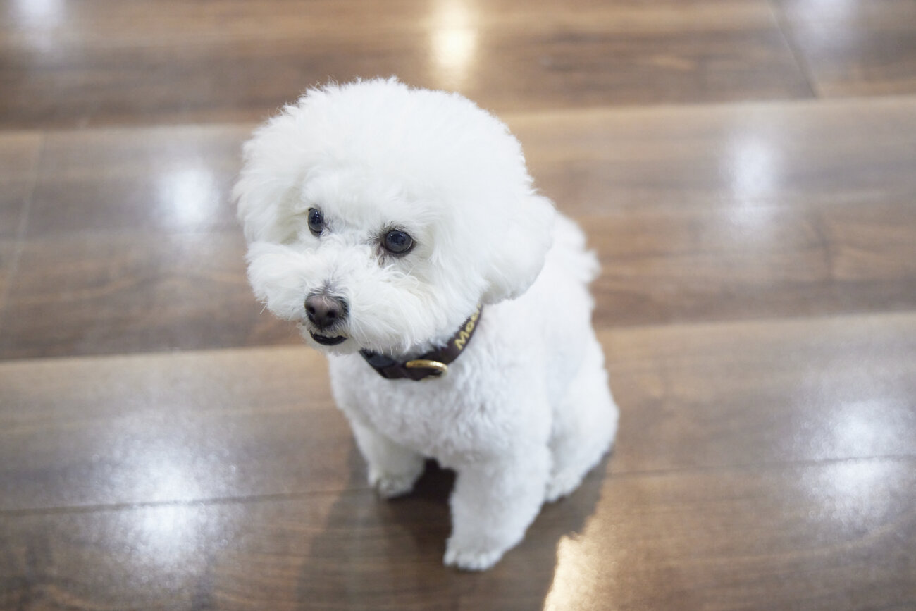 トイプー,すべらない床