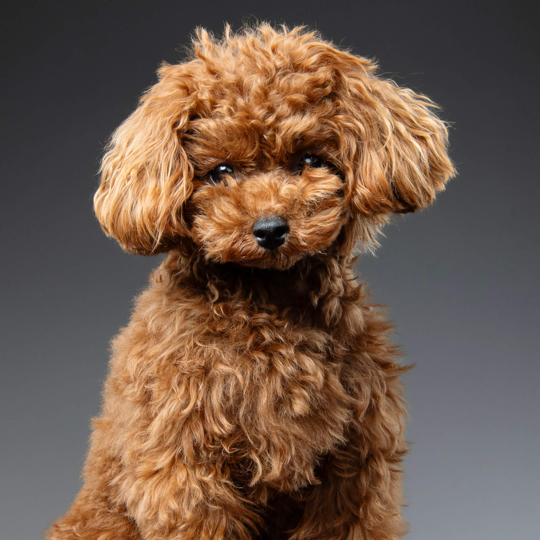 トイプードル, カット, テディベアカット