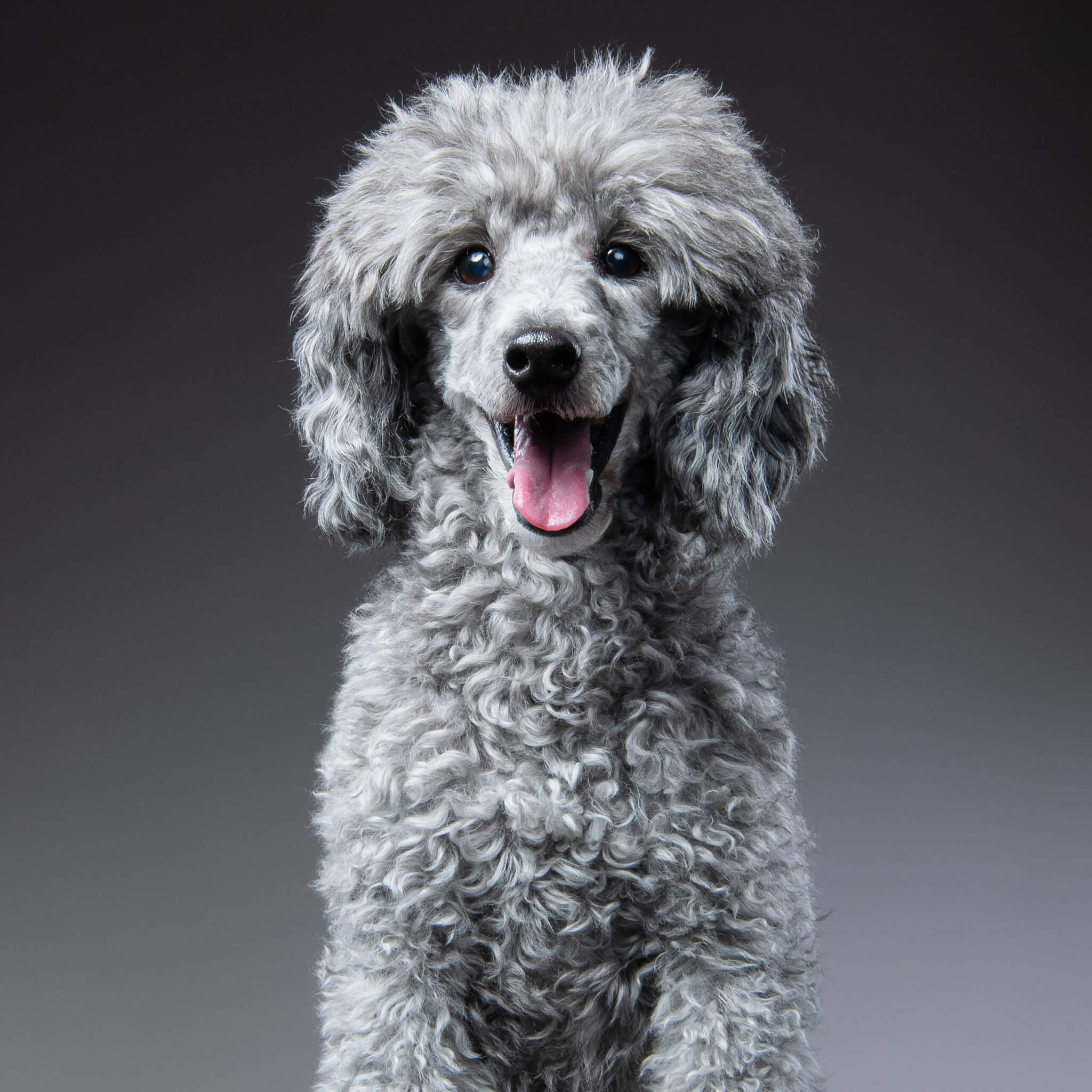 トイプードル, カット, サーファーカット トイプードル, カット, サーファーカット