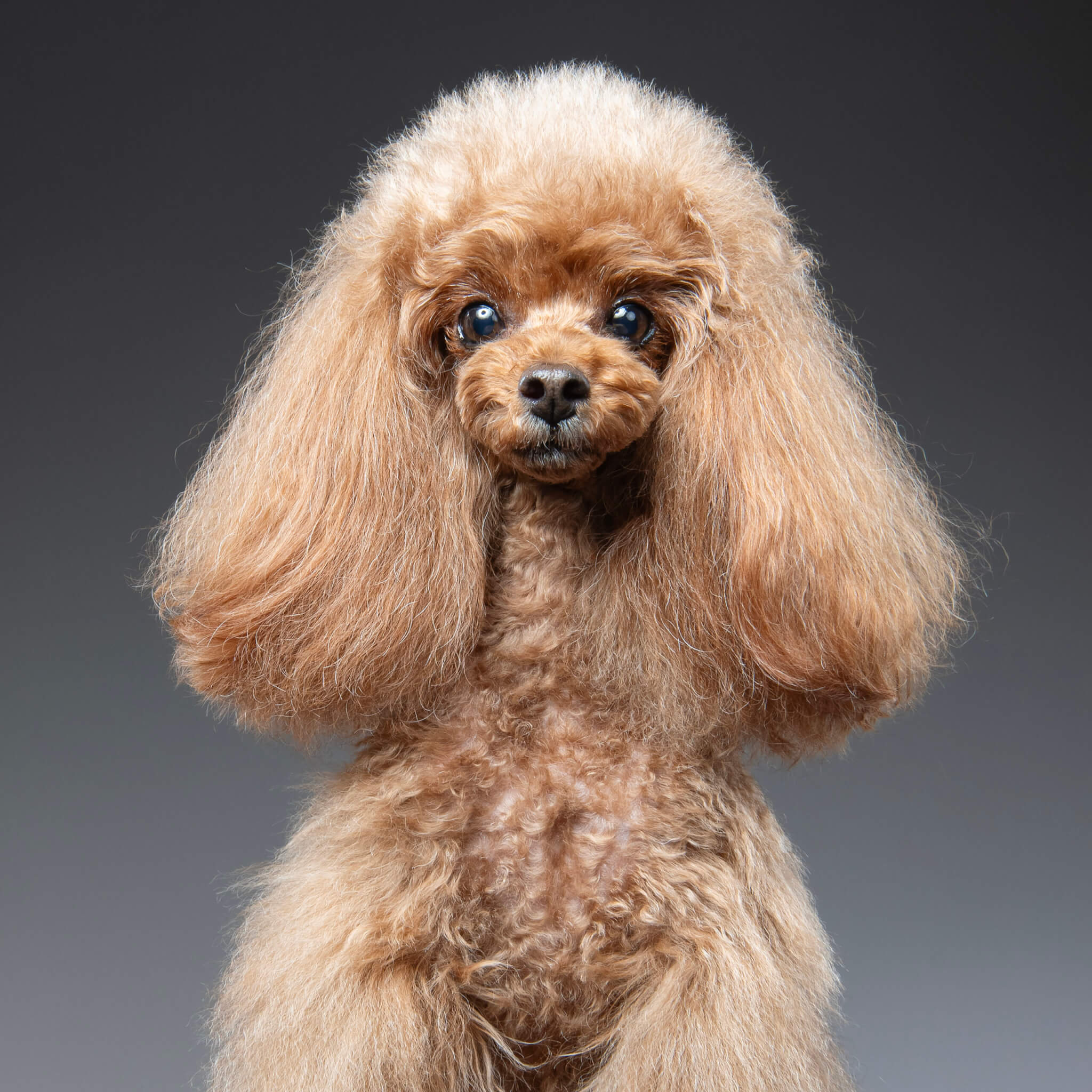 トイプードル, カット, ふわふわロングカット