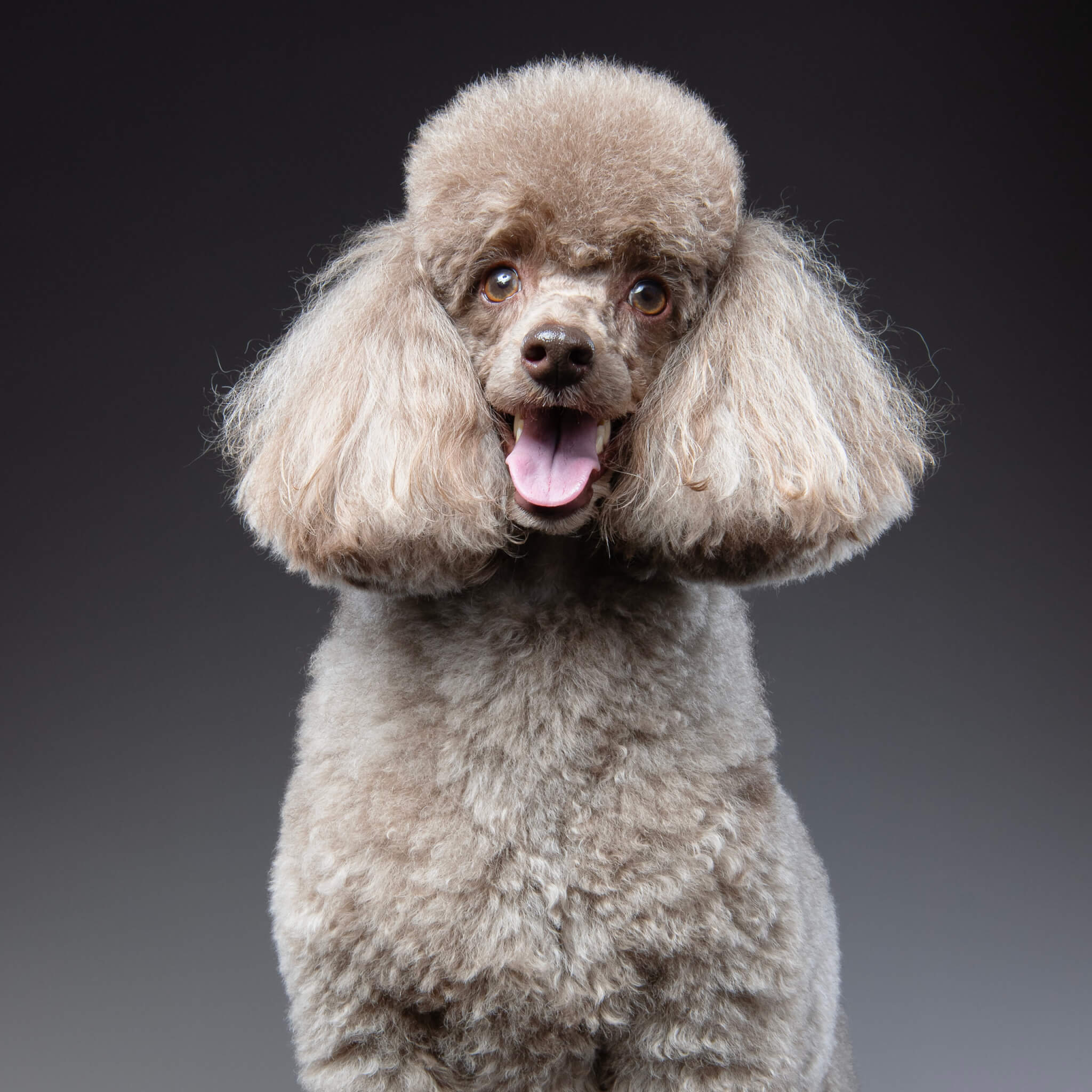 トイプードル, カット, エアリーイヤーカット トイプードル, カット, エアリーイヤーカット