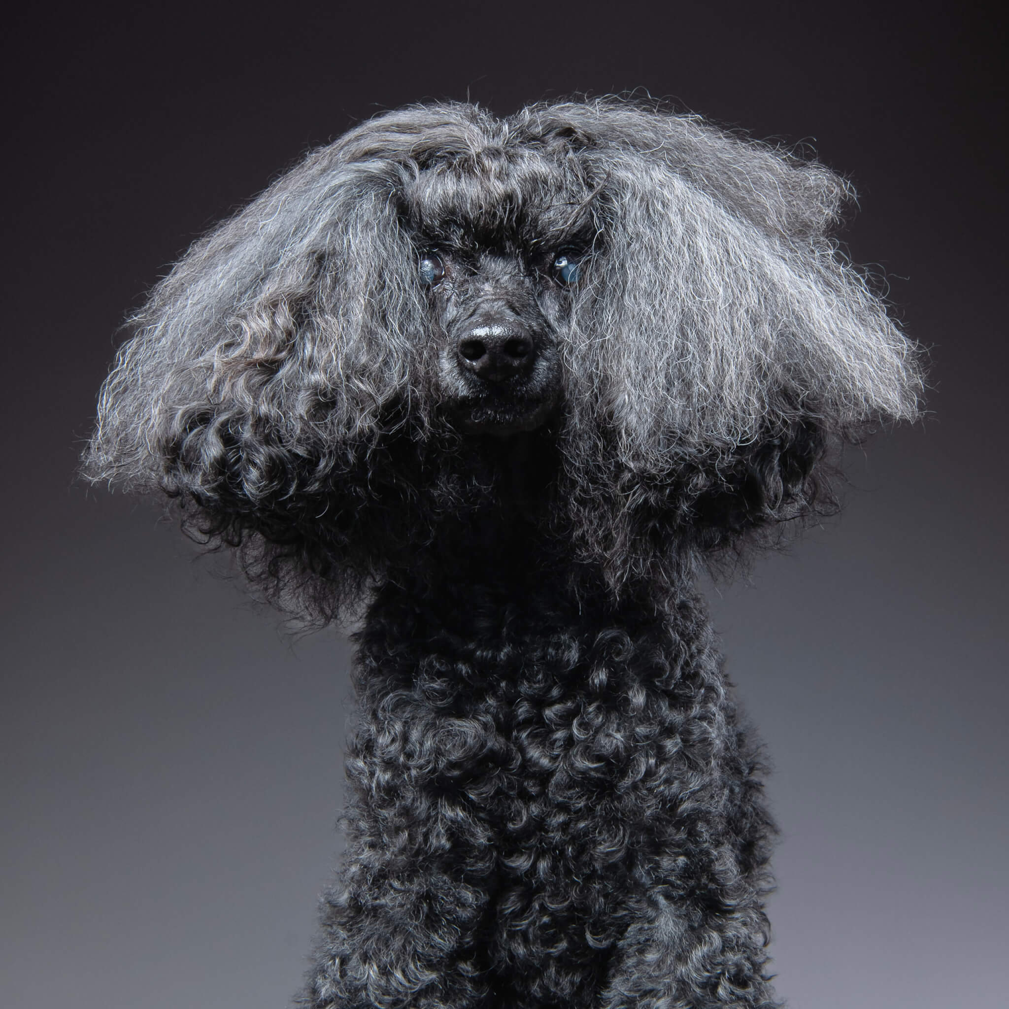 トイプードル, トップノット, ヘアスタイル