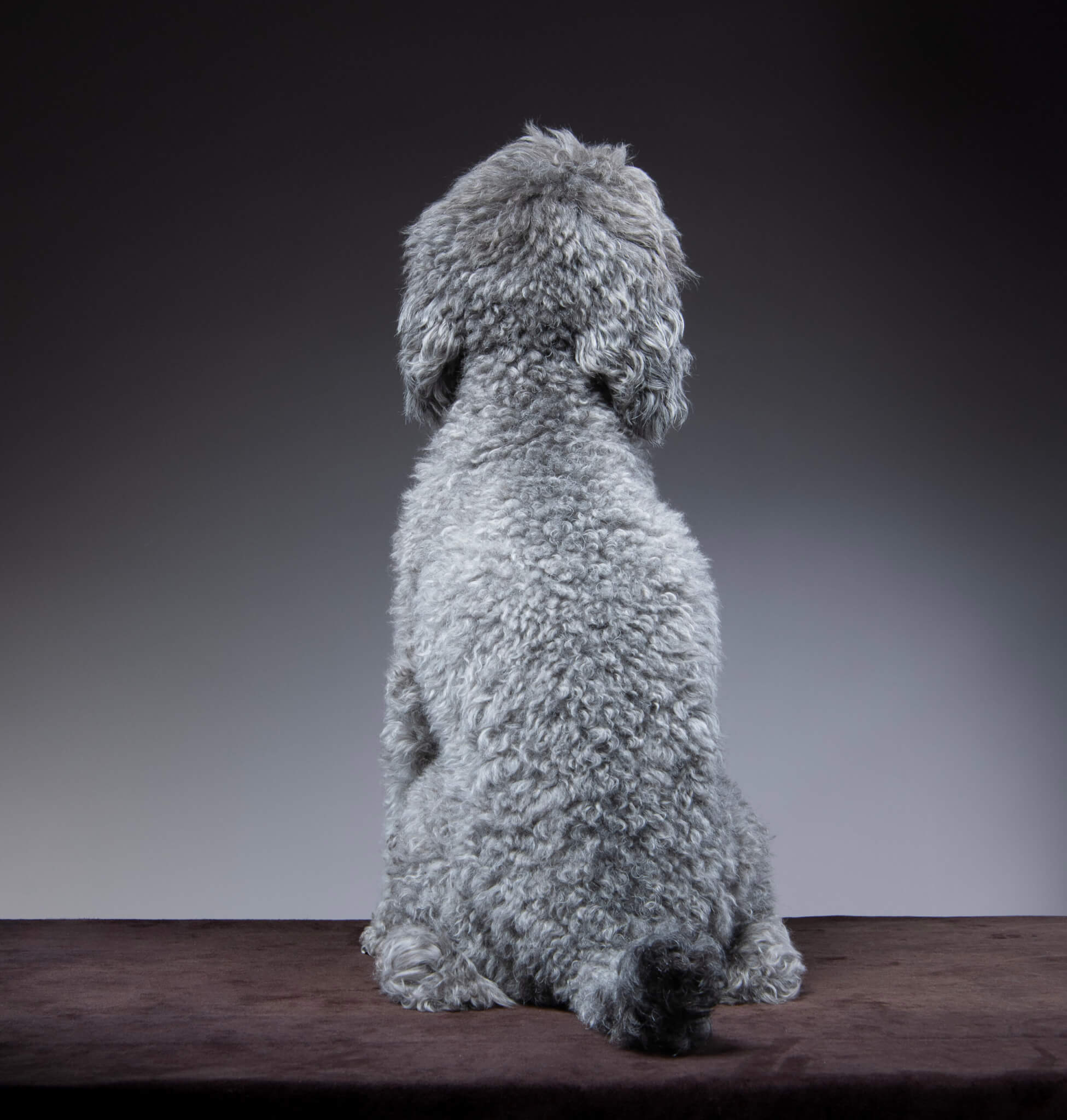 トイプードル, カット, サーファーカット トイプードル, カット, サーファーカット