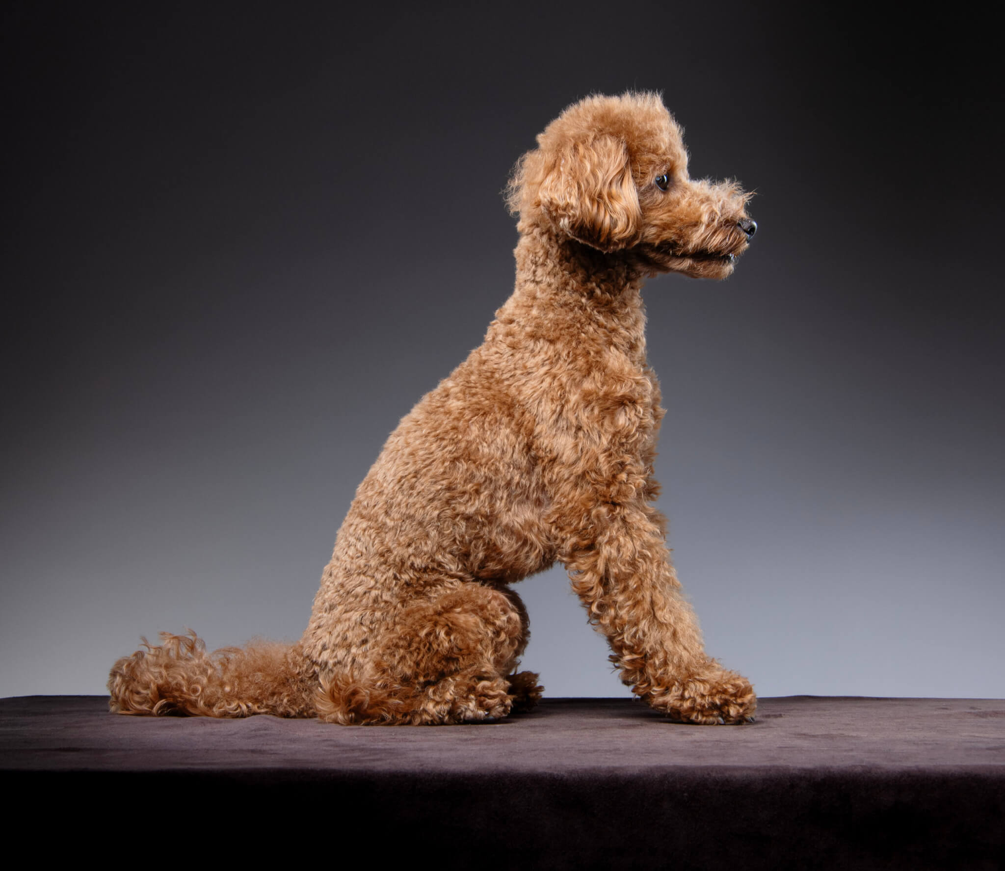 トイプードル, カット, モヒカンカット トイプードル, カット, モヒカンカット