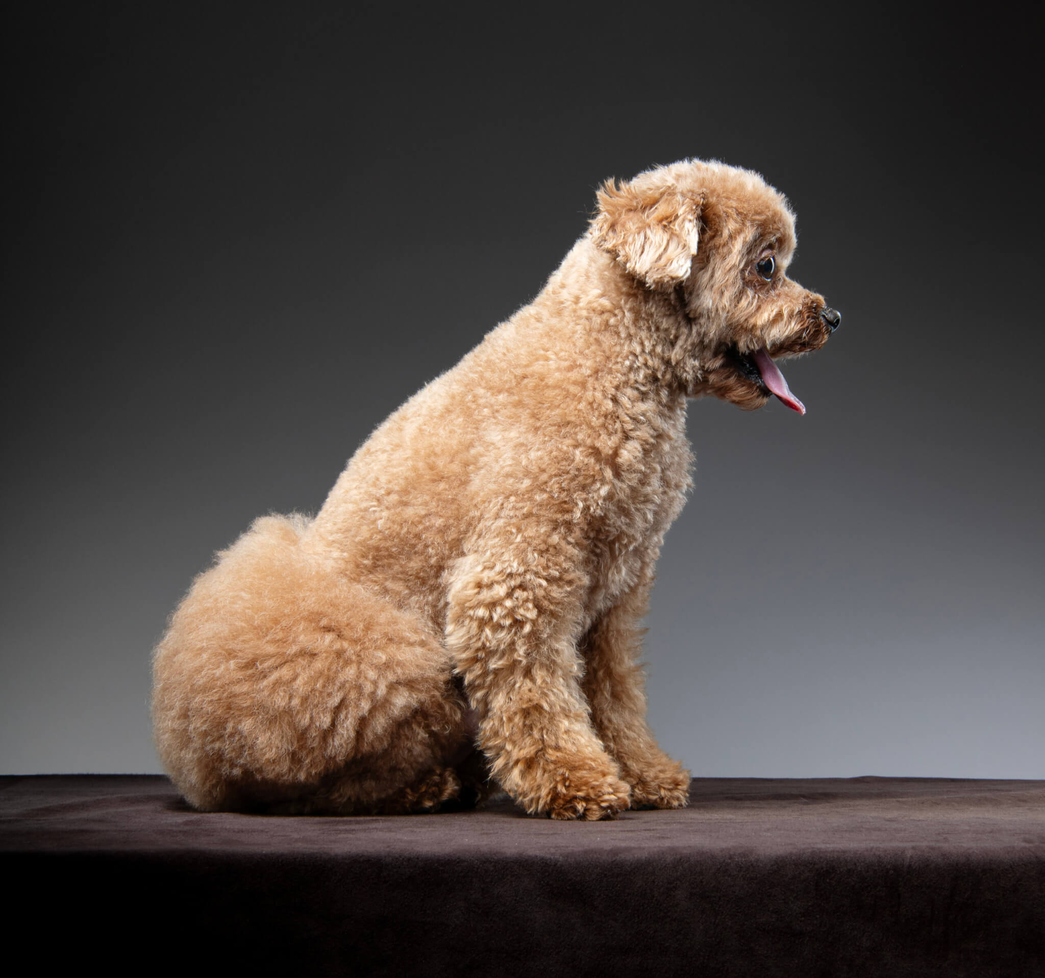 トイプードル, カット, おパンツカット トイプードル, カット, おパンツカット