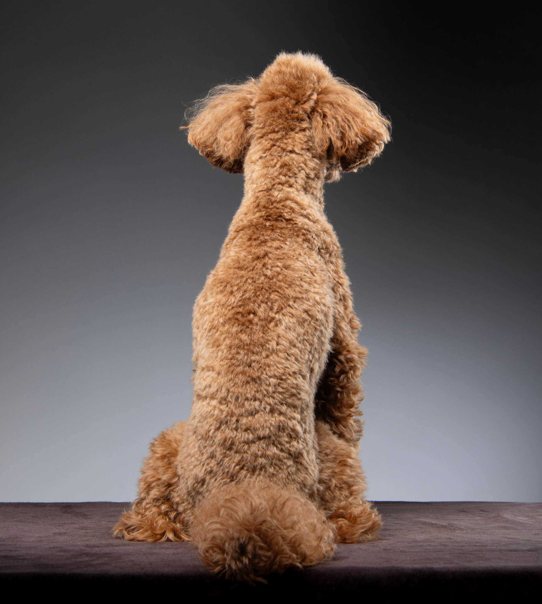 トイプードル, カット, モヒカンカット トイプードル, カット, モヒカンカット