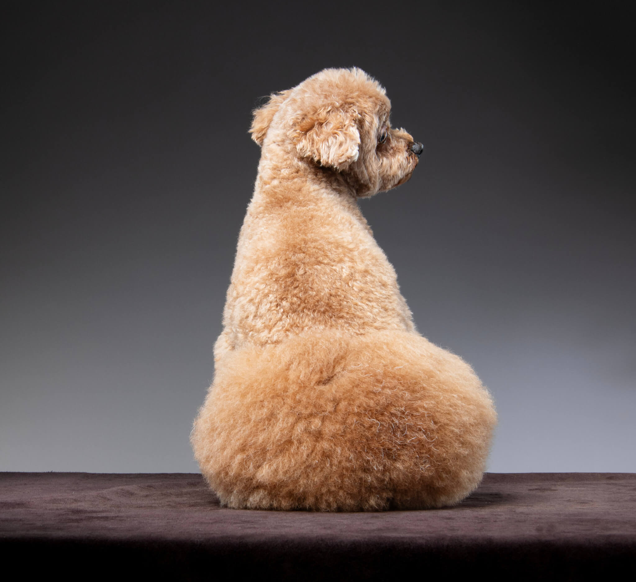 トイプードル, カット, おパンツカット トイプードル, カット, おパンツカット