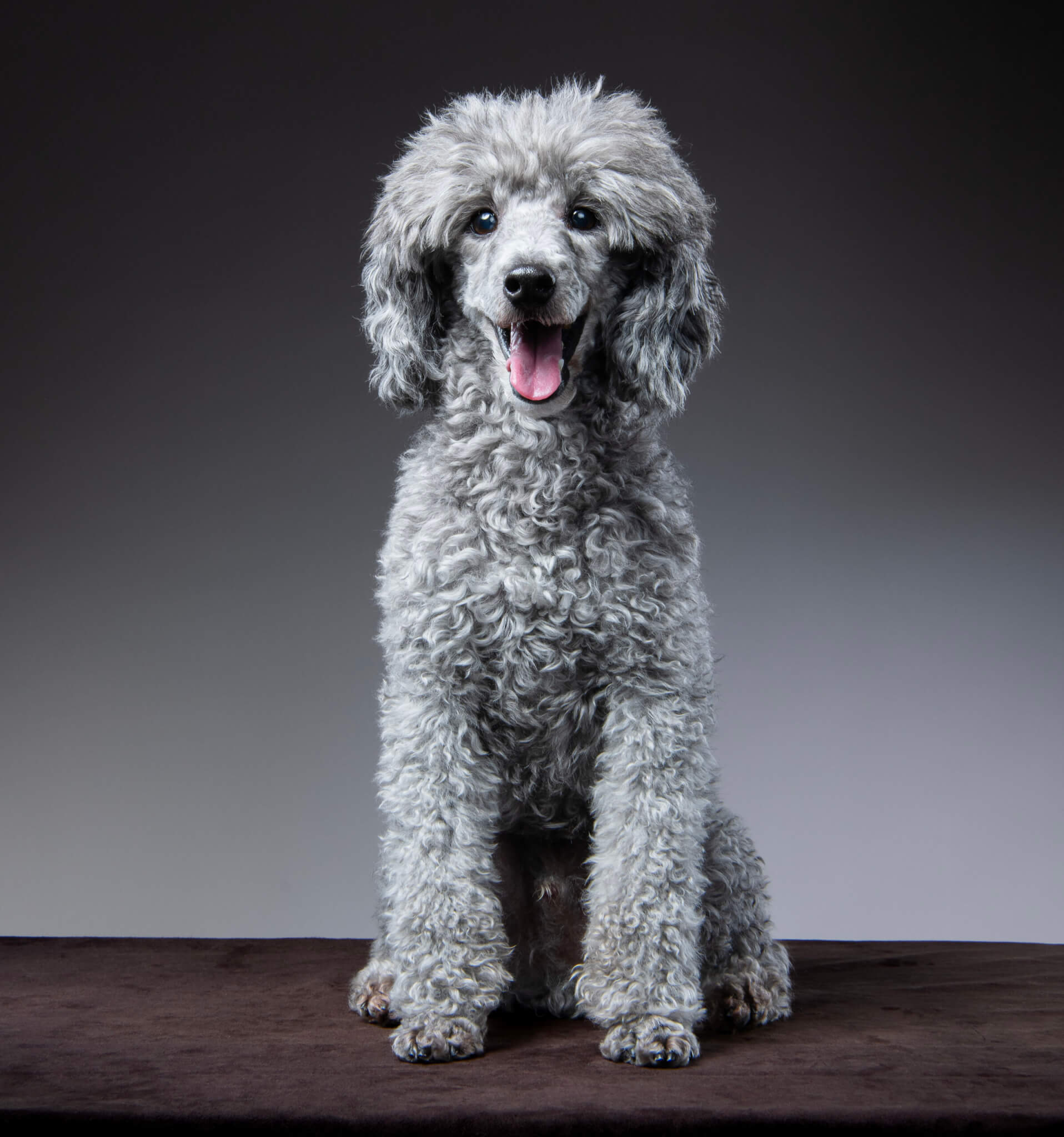 トイプードル, カット, サーファーカット トイプードル, カット, サーファーカット