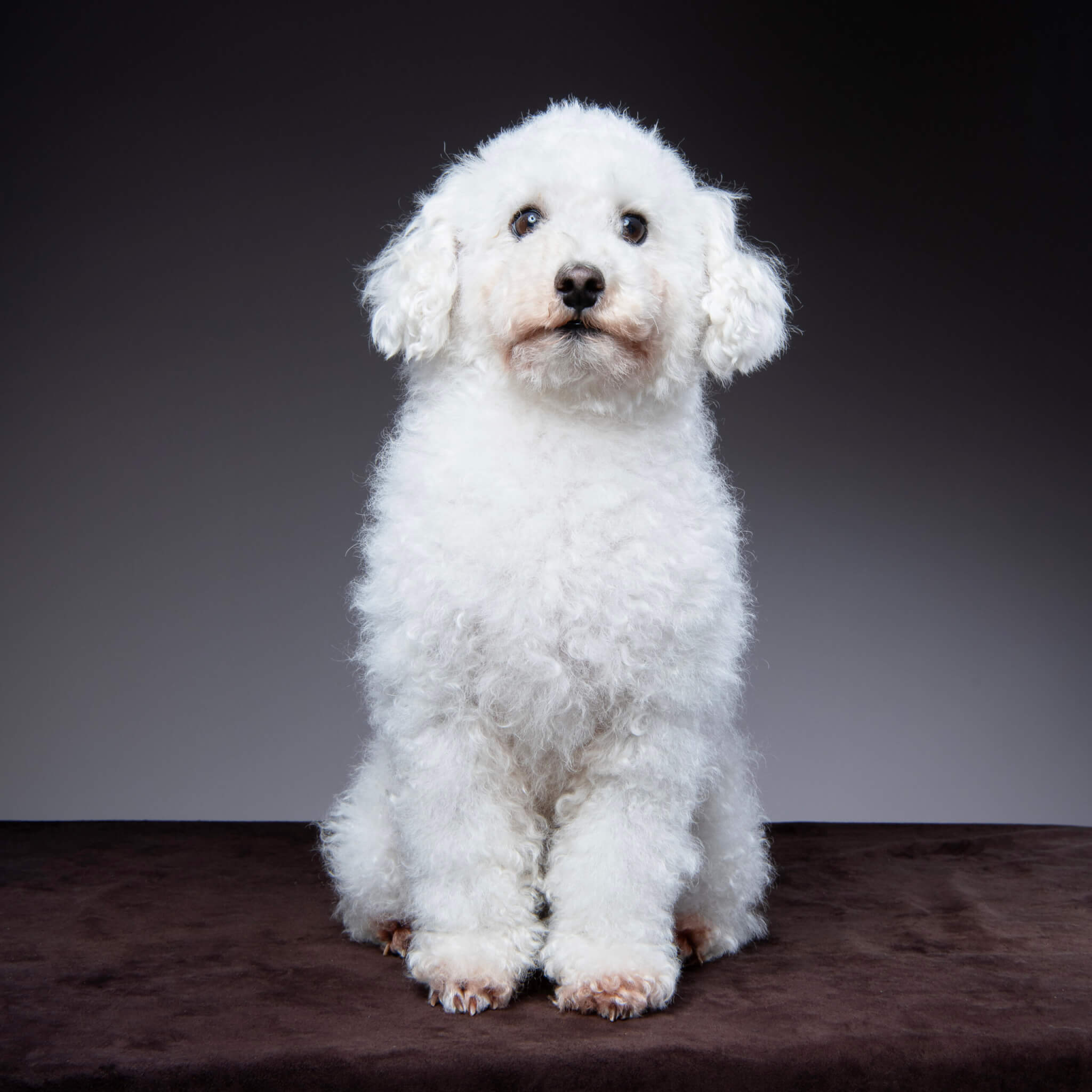 トイプードル, カット, ナチュラルカット トイプードル, カット, ナチュラルカット