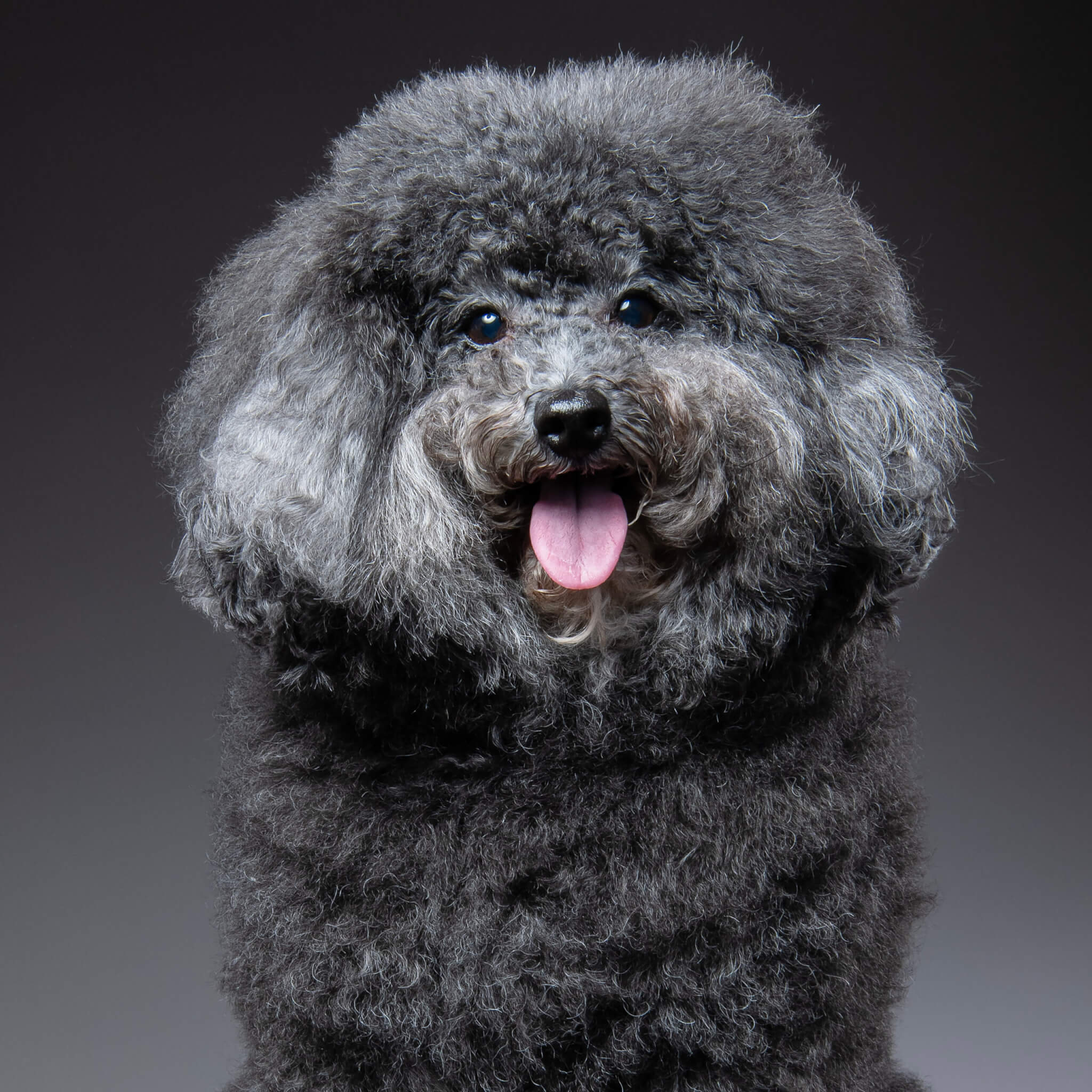 トイプードル, カット, 羊カット トイプードル, カット, 羊カット