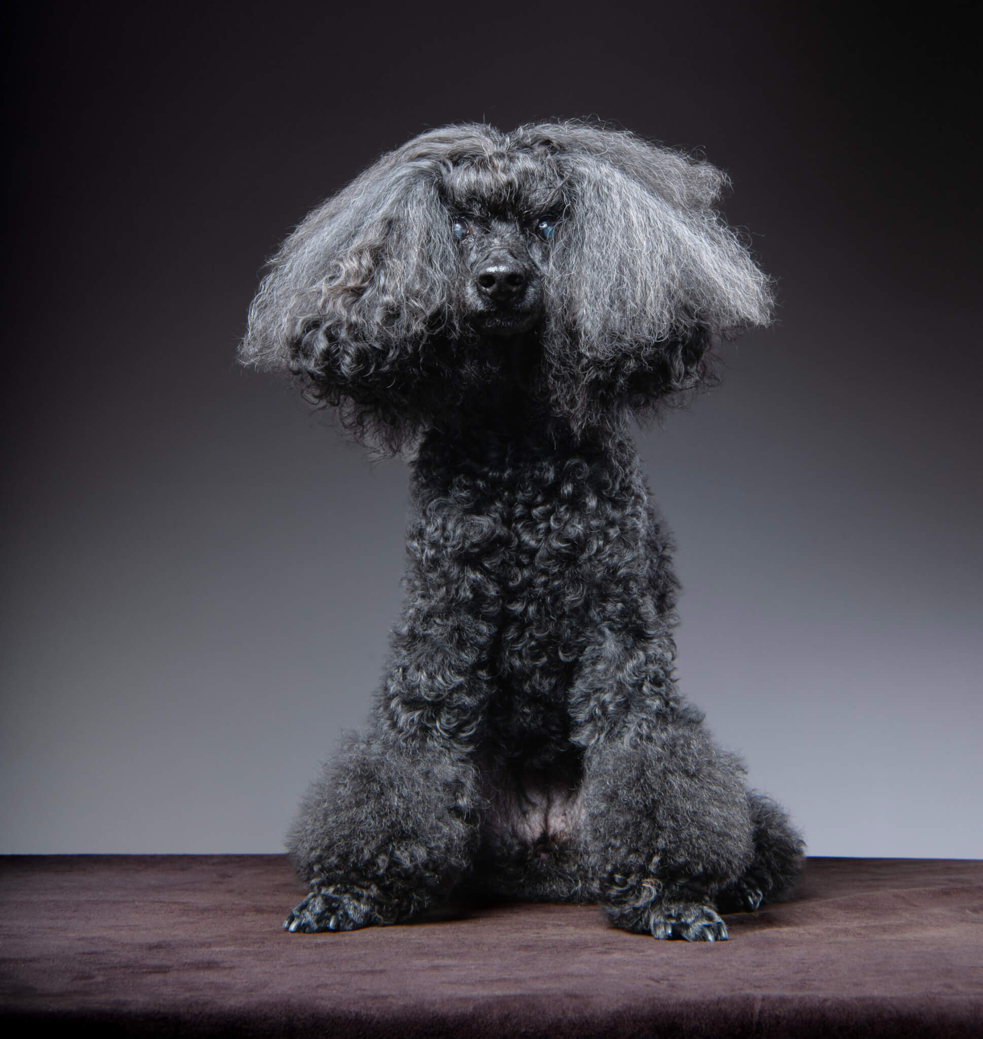 トイプードルバンドメイド（プロフ必読） トイプードルヘアカット】トップノットヘアーの魅力とオーダー・お