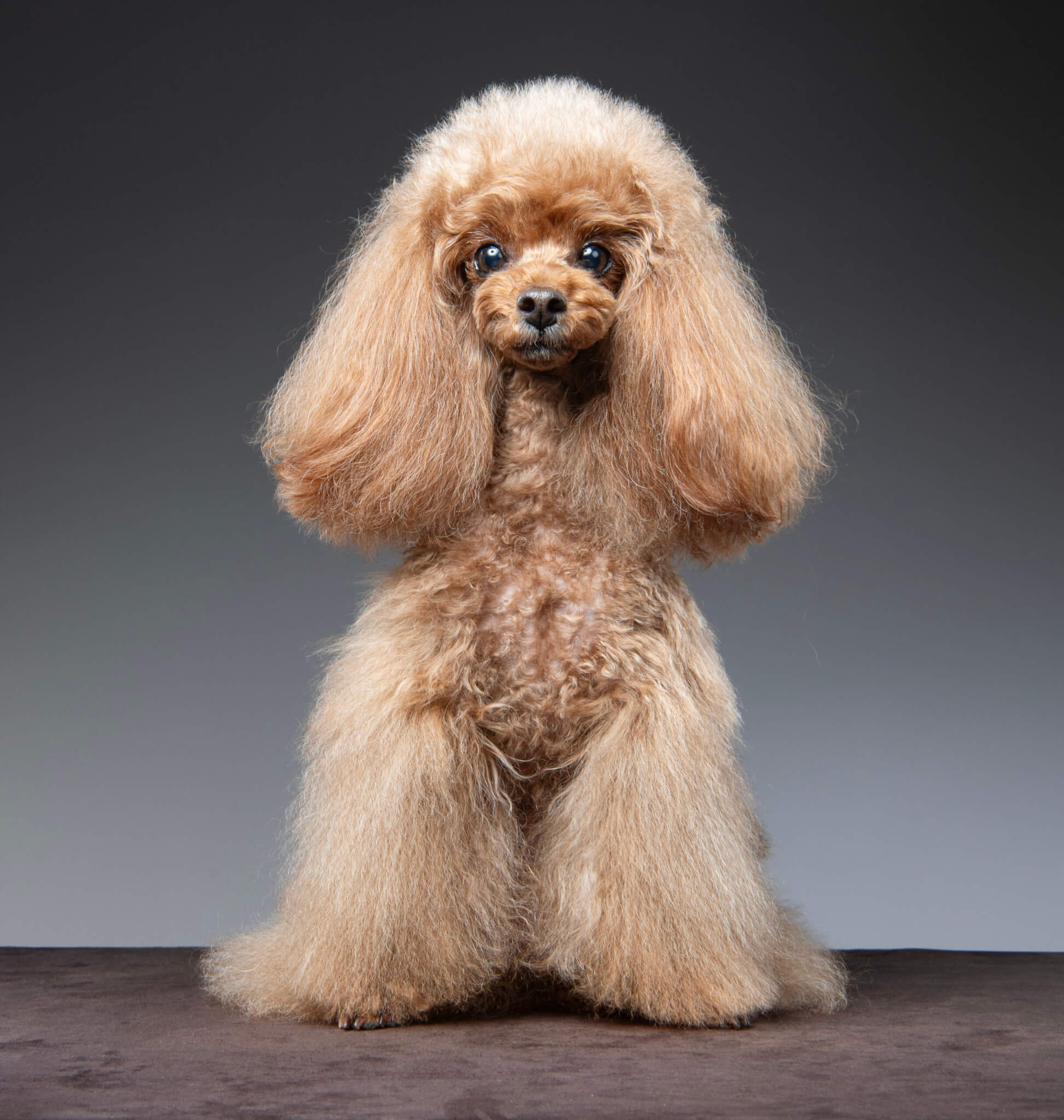 トイプードル, カット, ふわふわロングカット