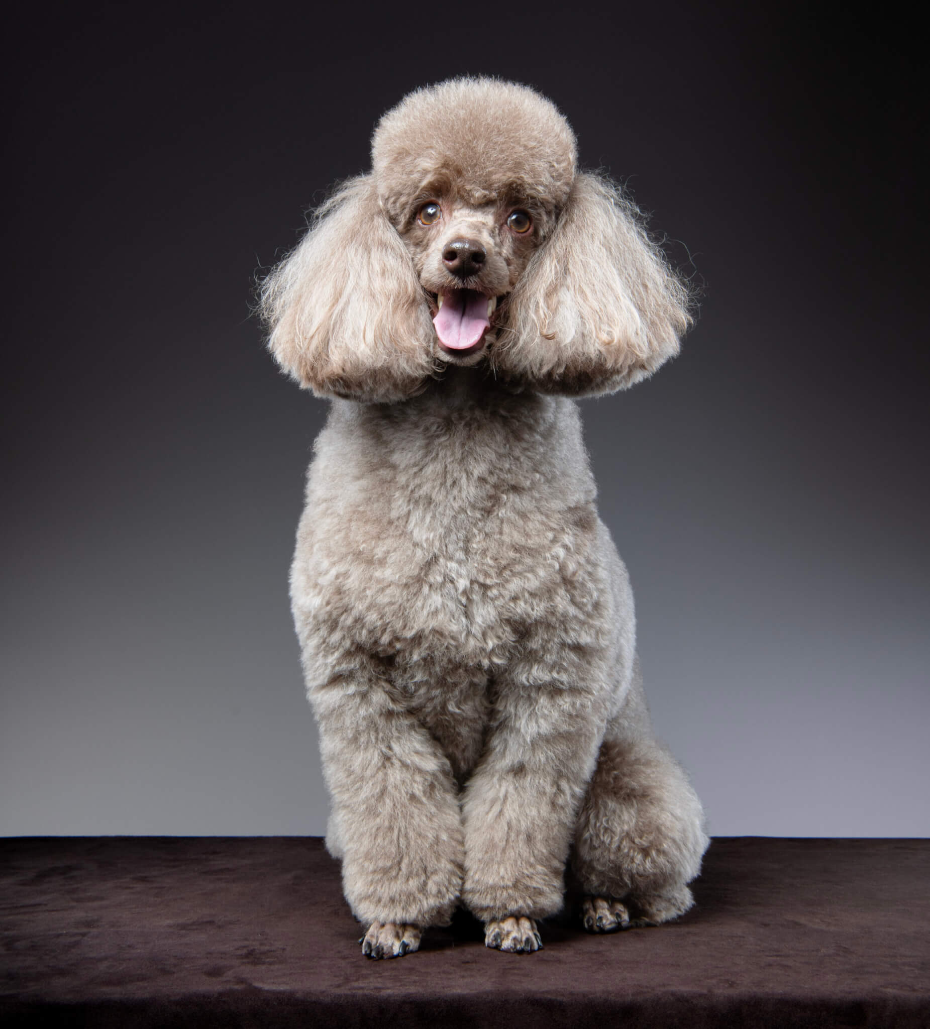 トイプードル, カット, エアリーイヤーカット トイプードル, カット, エアリーイヤーカット