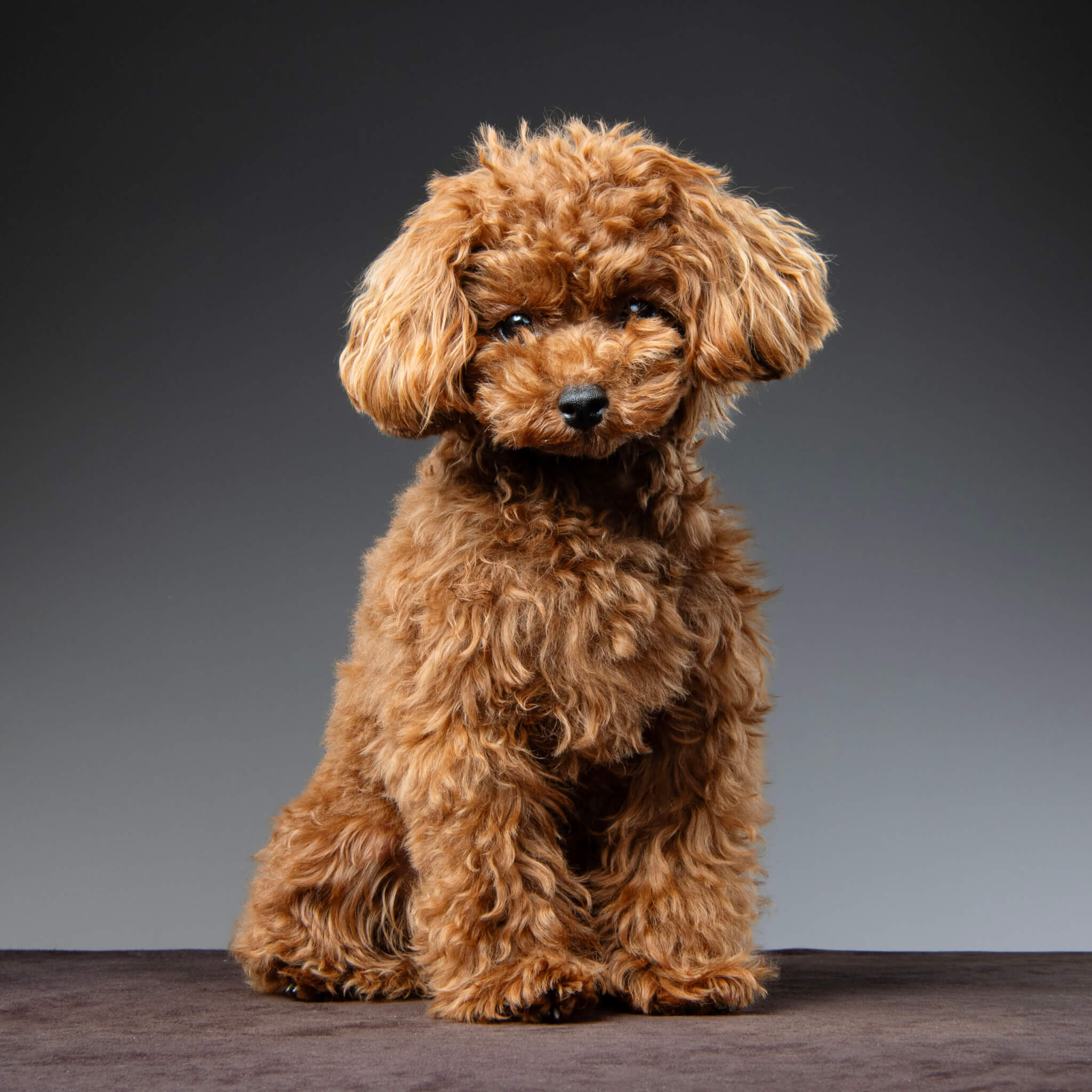 トイプードル, カット, テディベアカット