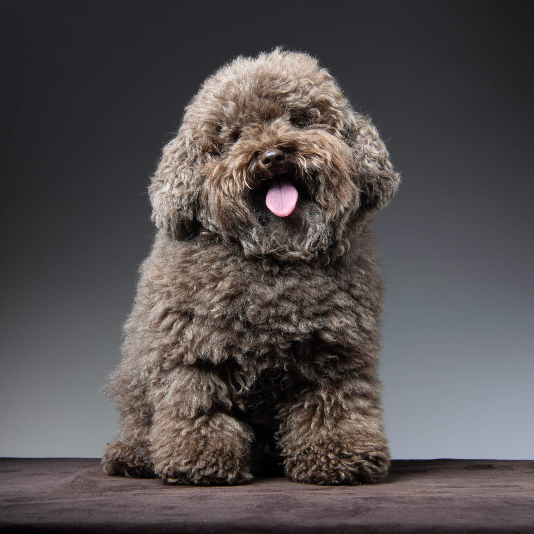 トイプードル, カット, ドゥードゥル風カット トイプードル, カット, ドゥードゥル風カット