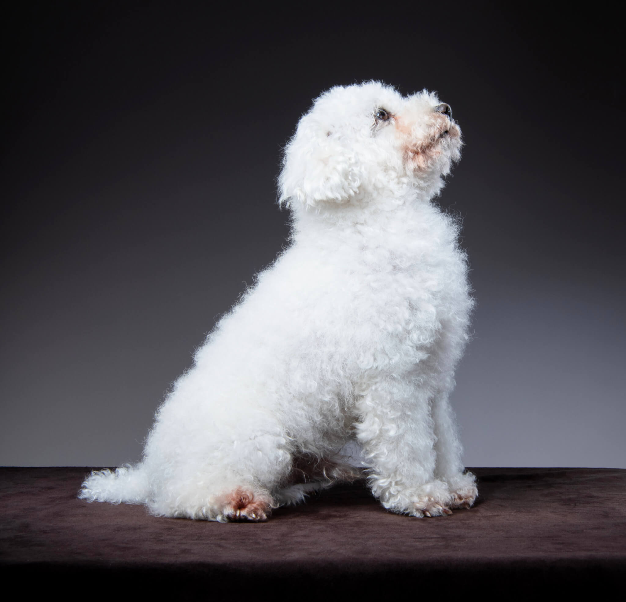 トイプードル, カット, ナチュラルカット トイプードル, カット, ナチュラルカット