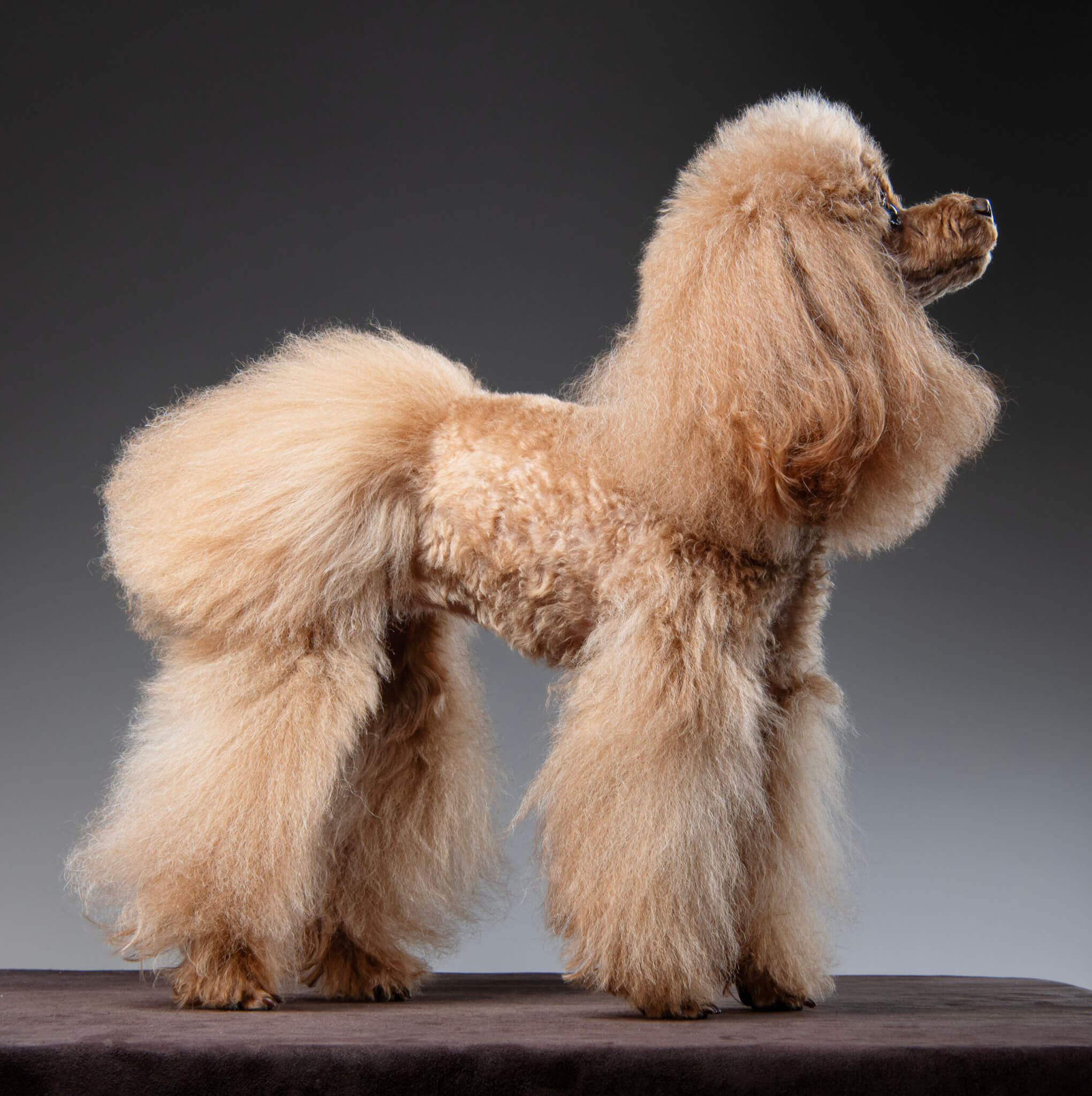 トイプードル, カット, ふわふわロングカット