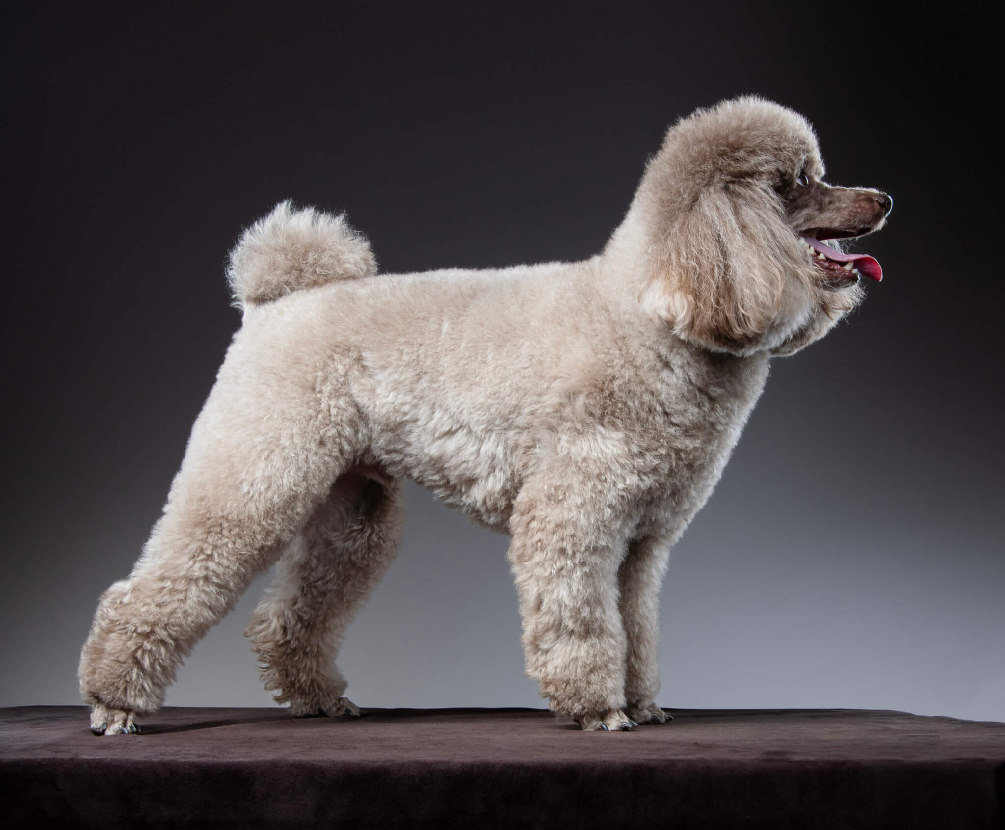 トイプードル, カット, エアリーイヤーカット トイプードル, カット, エアリーイヤーカット