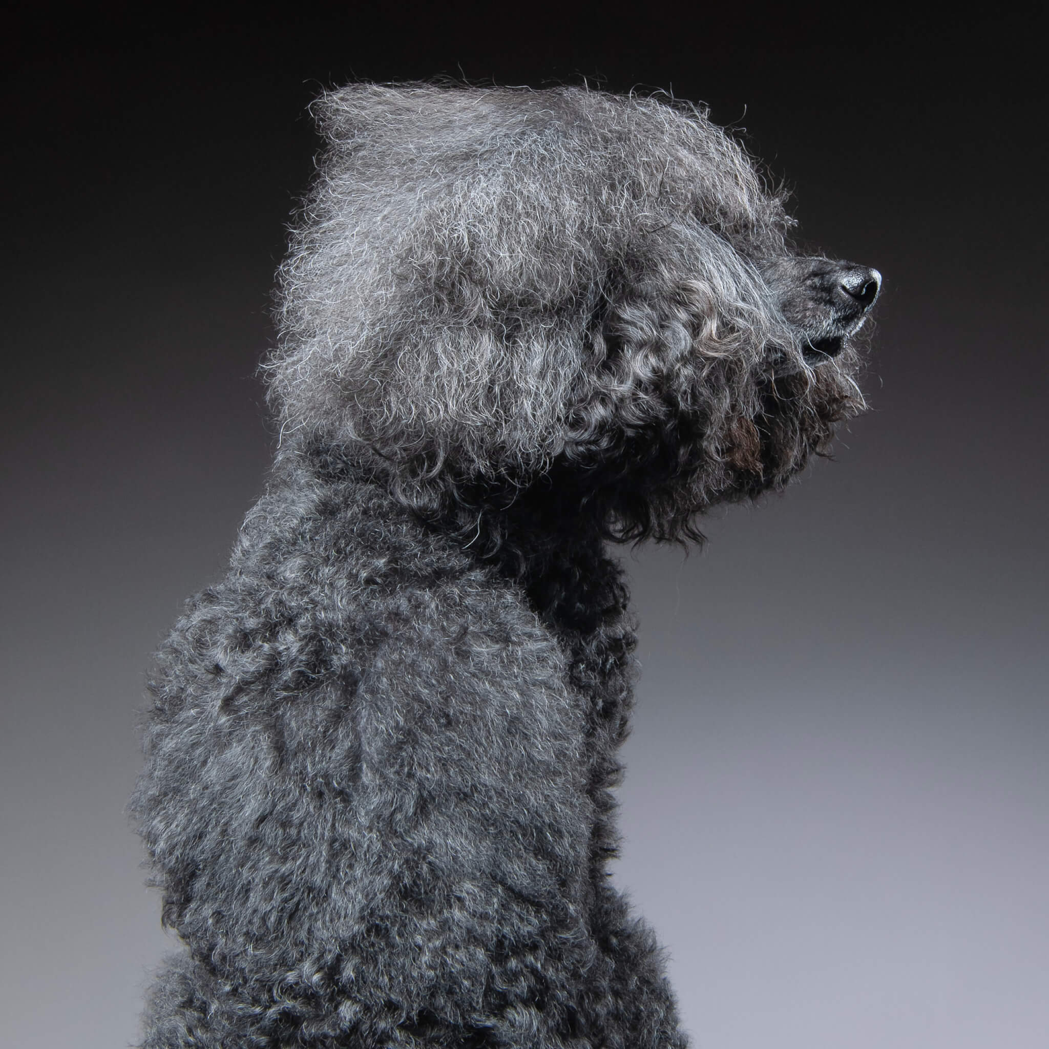 トイプードル, トップノット, ヘアスタイル