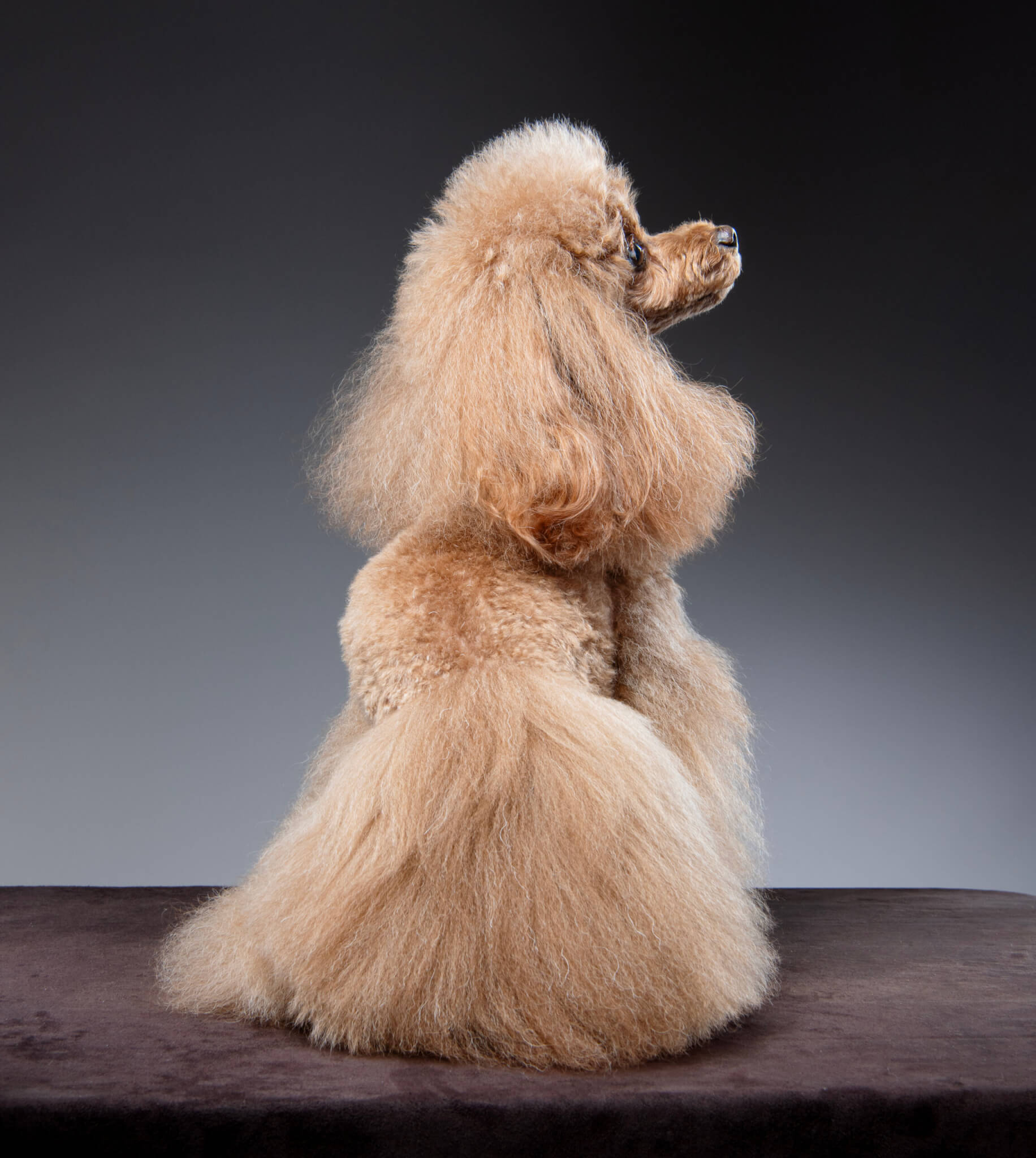 トイプードル, カット, ふわふわロングカット