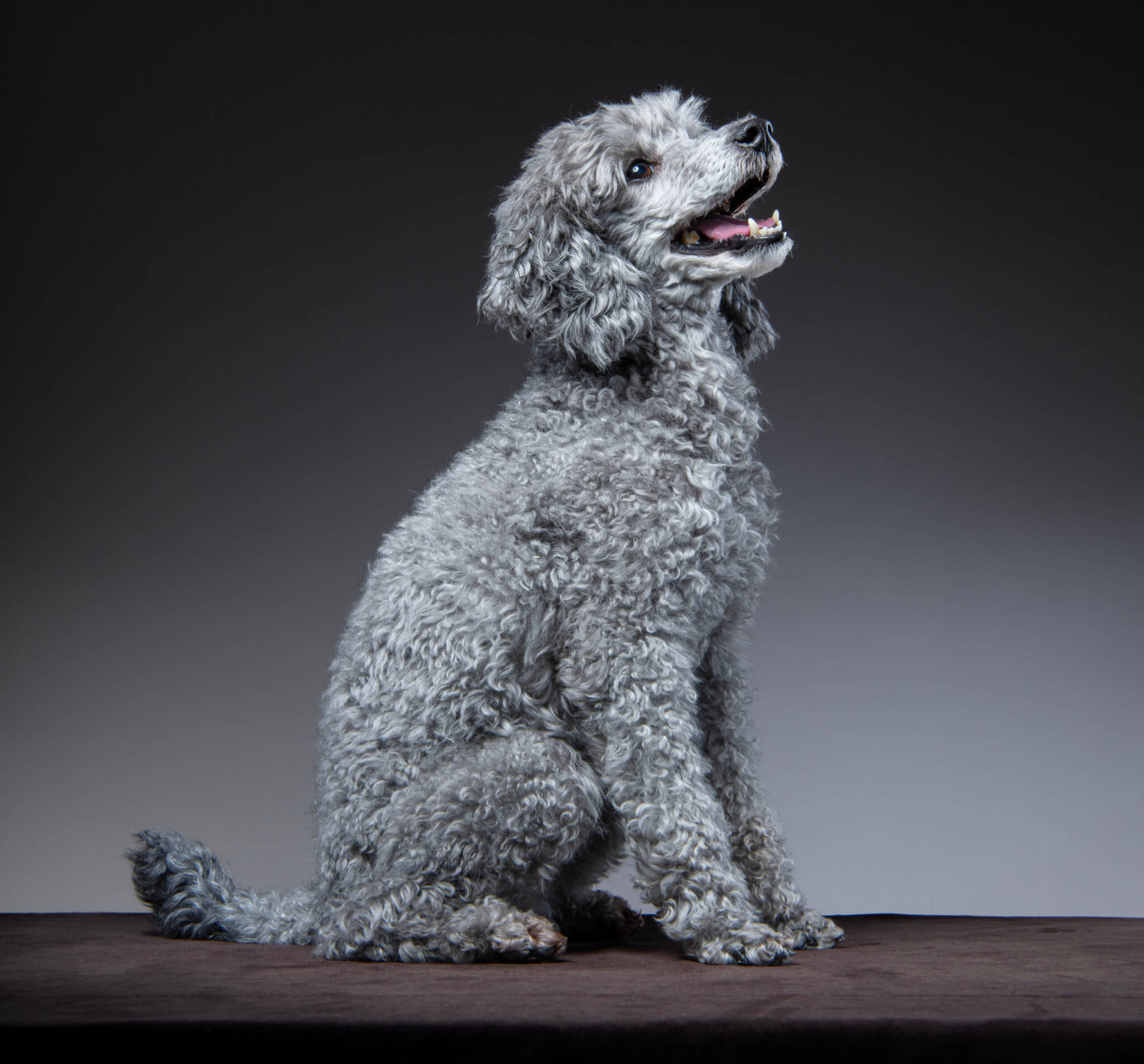 トイプードル, カット, サーファーカット トイプードル, カット, サーファーカット