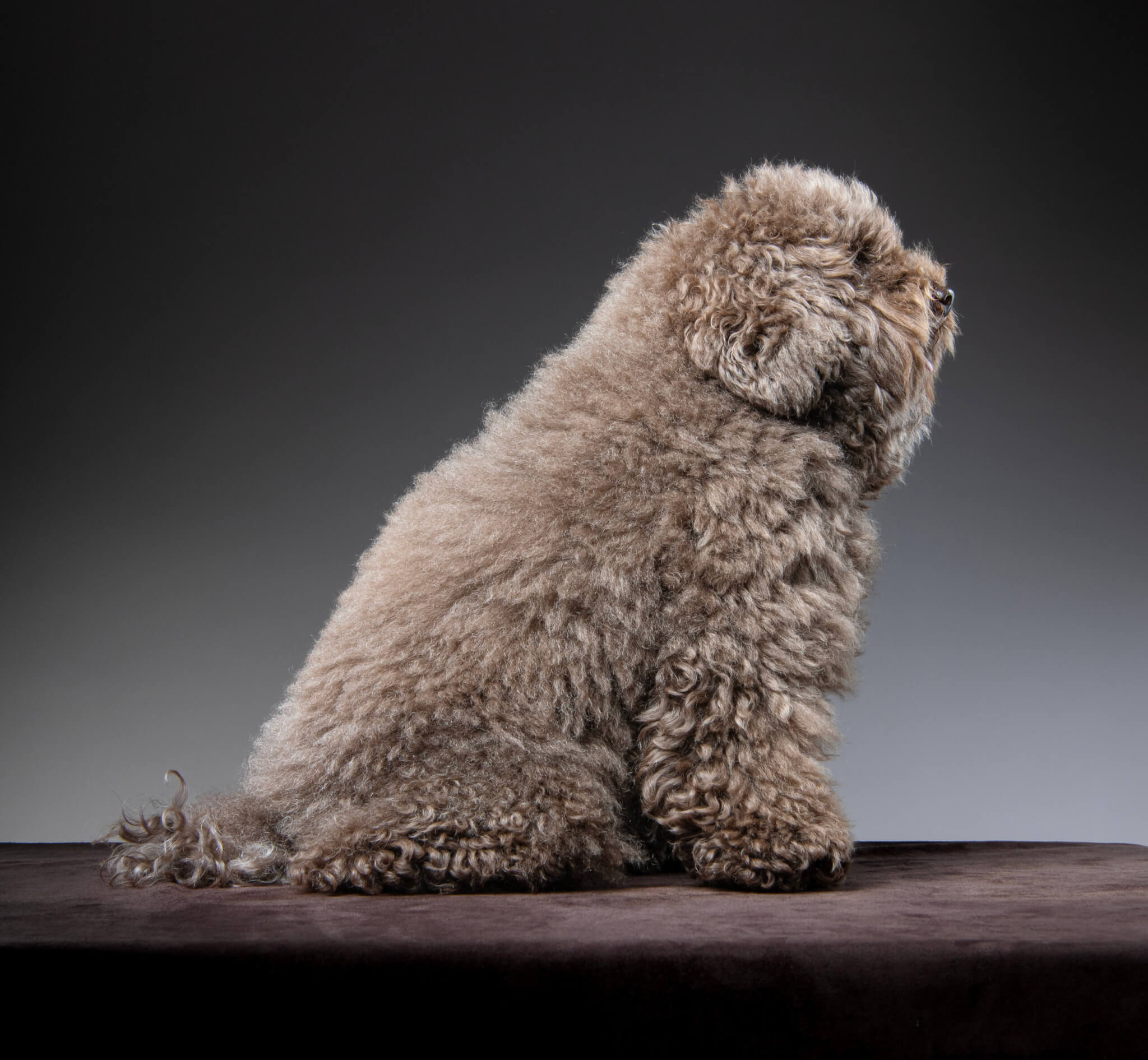 トイプードル, カット, ドゥードゥル風カット トイプードル, カット, ドゥードゥル風カット