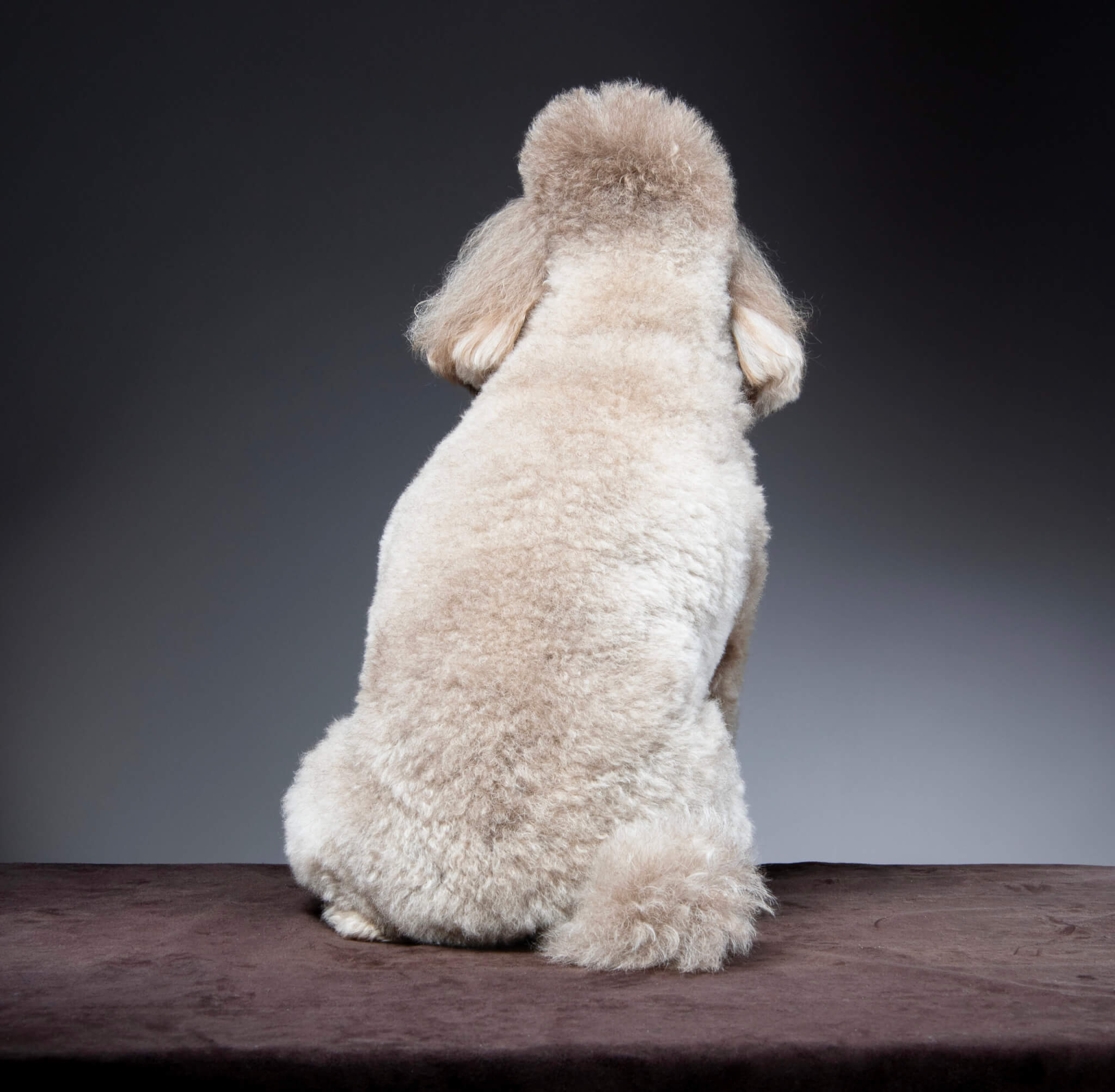 トイプードル, カット, エアリーイヤーカット トイプードル, カット, エアリーイヤーカット