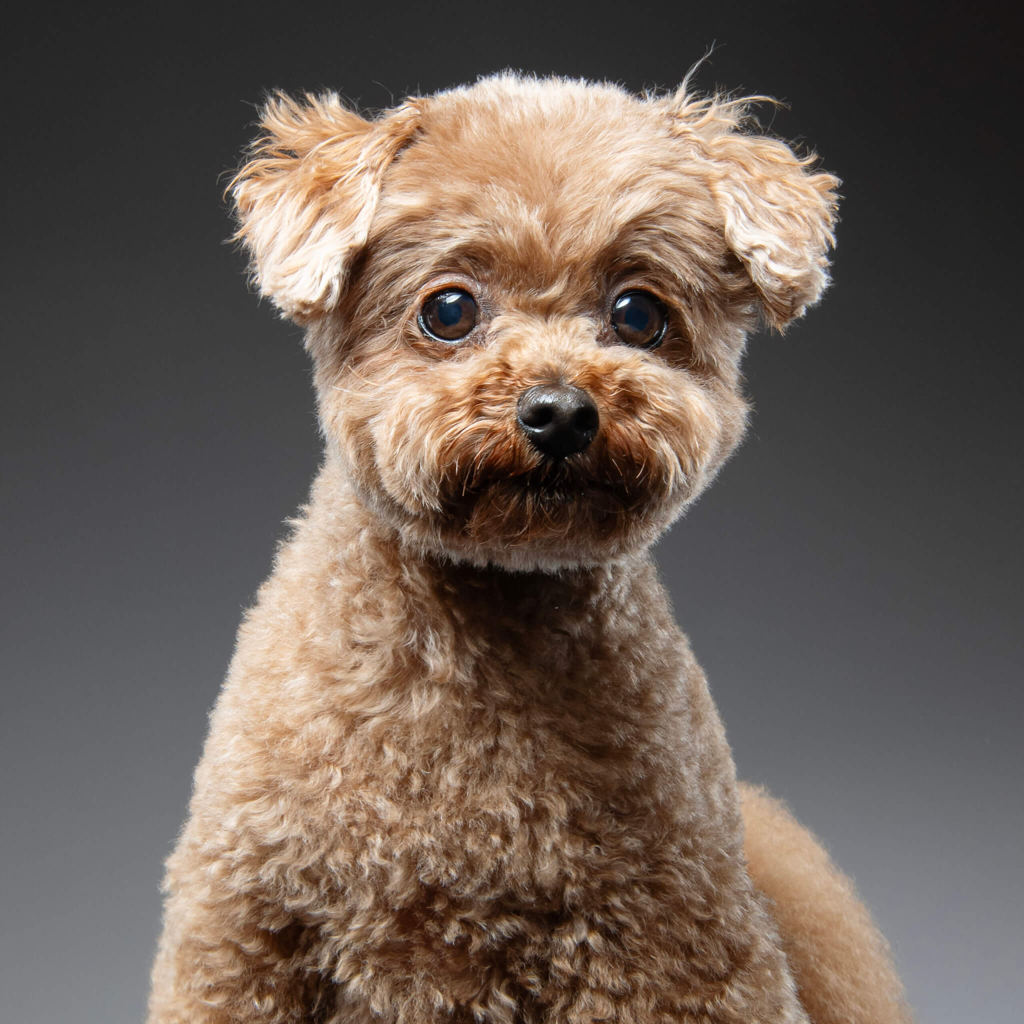 トイプードル, カット, おパンツカット トイプードル, カット, おパンツカット