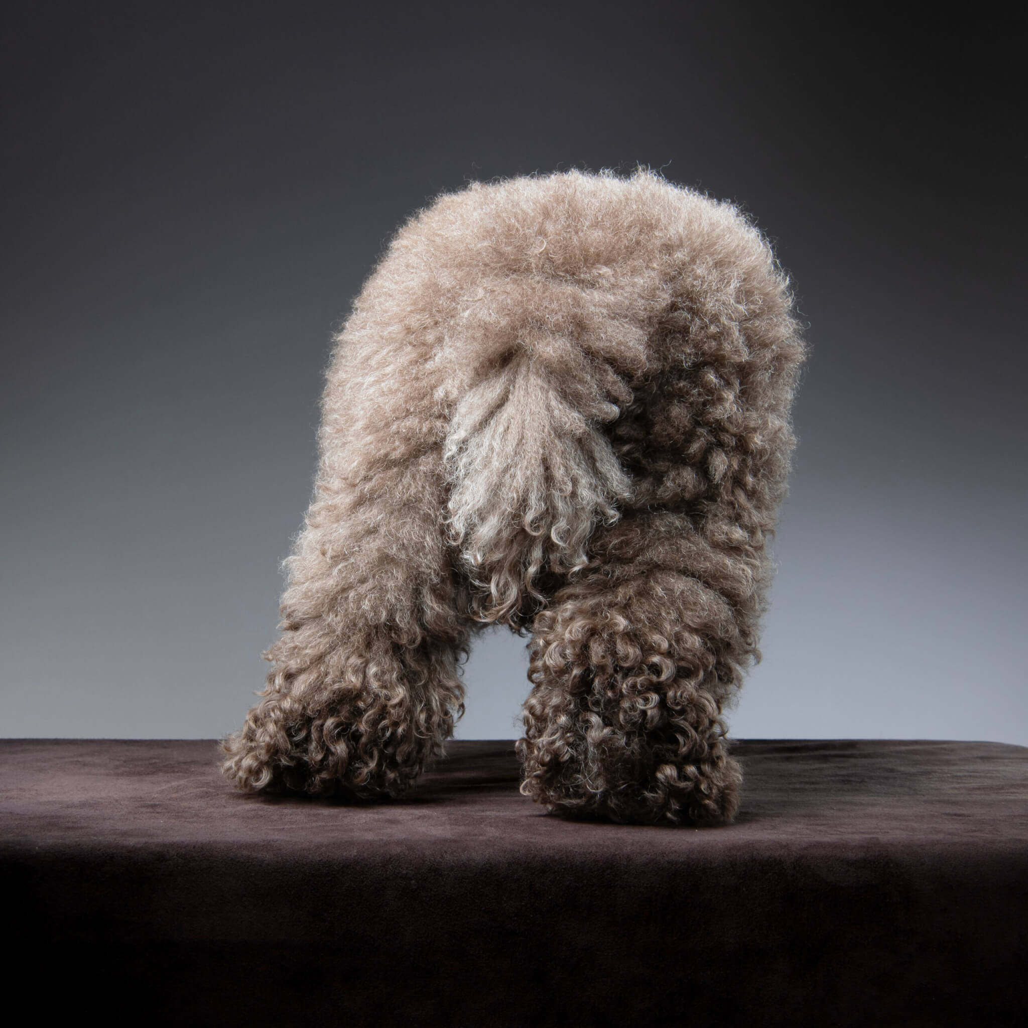 トイプードル, カット, ドゥードゥル風カット トイプードル, カット, ドゥードゥル風カット