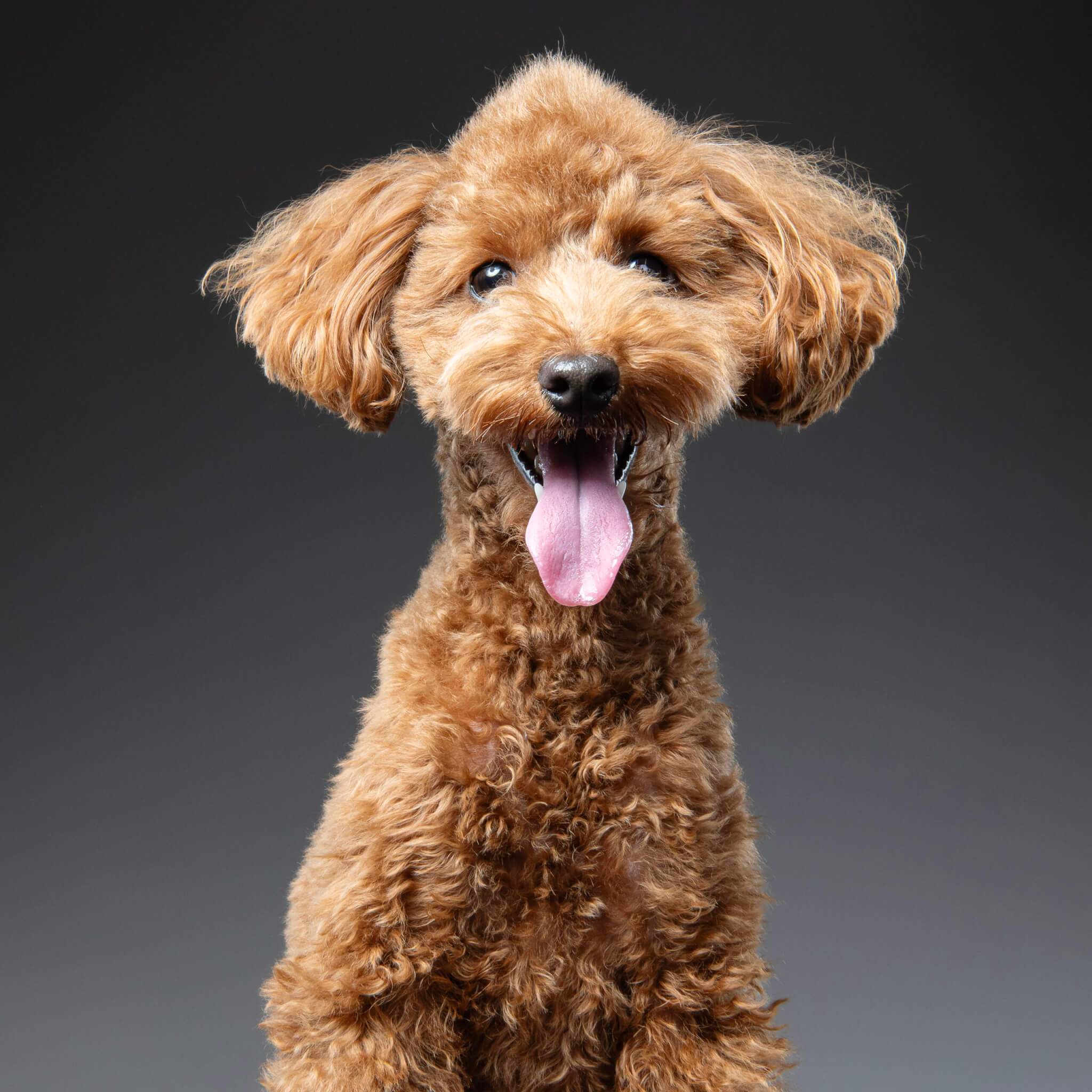 トイプードル, カット, モヒカンカット トイプードル, カット, モヒカンカット