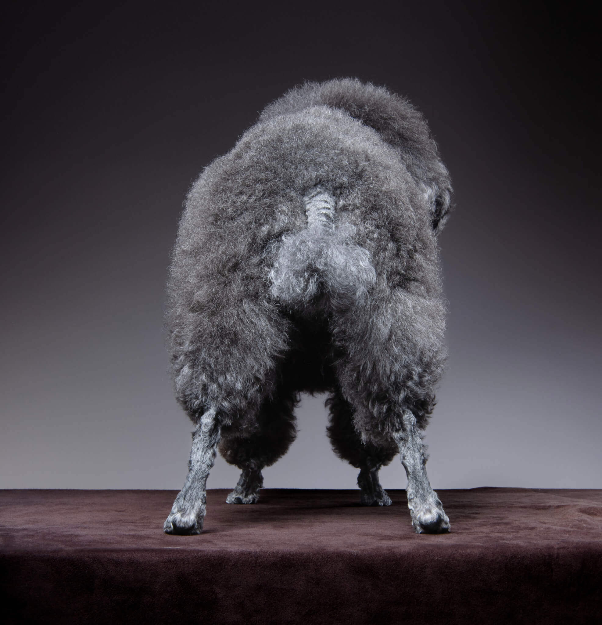 トイプードル, カット, 羊カット トイプードル, カット, 羊カット