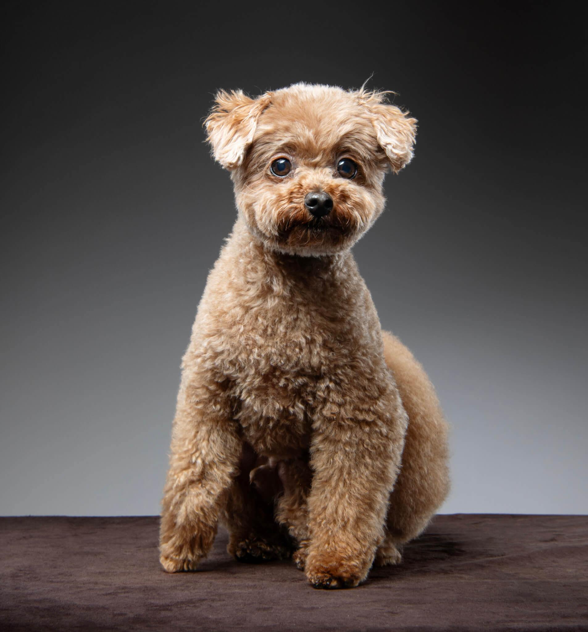 トイプードル, カット, おパンツカット トイプードル, カット, おパンツカット