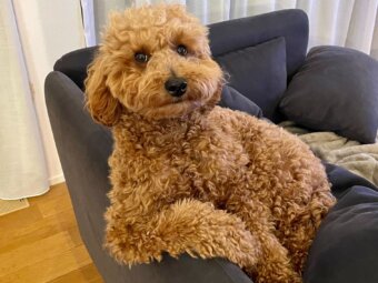 トイプードル