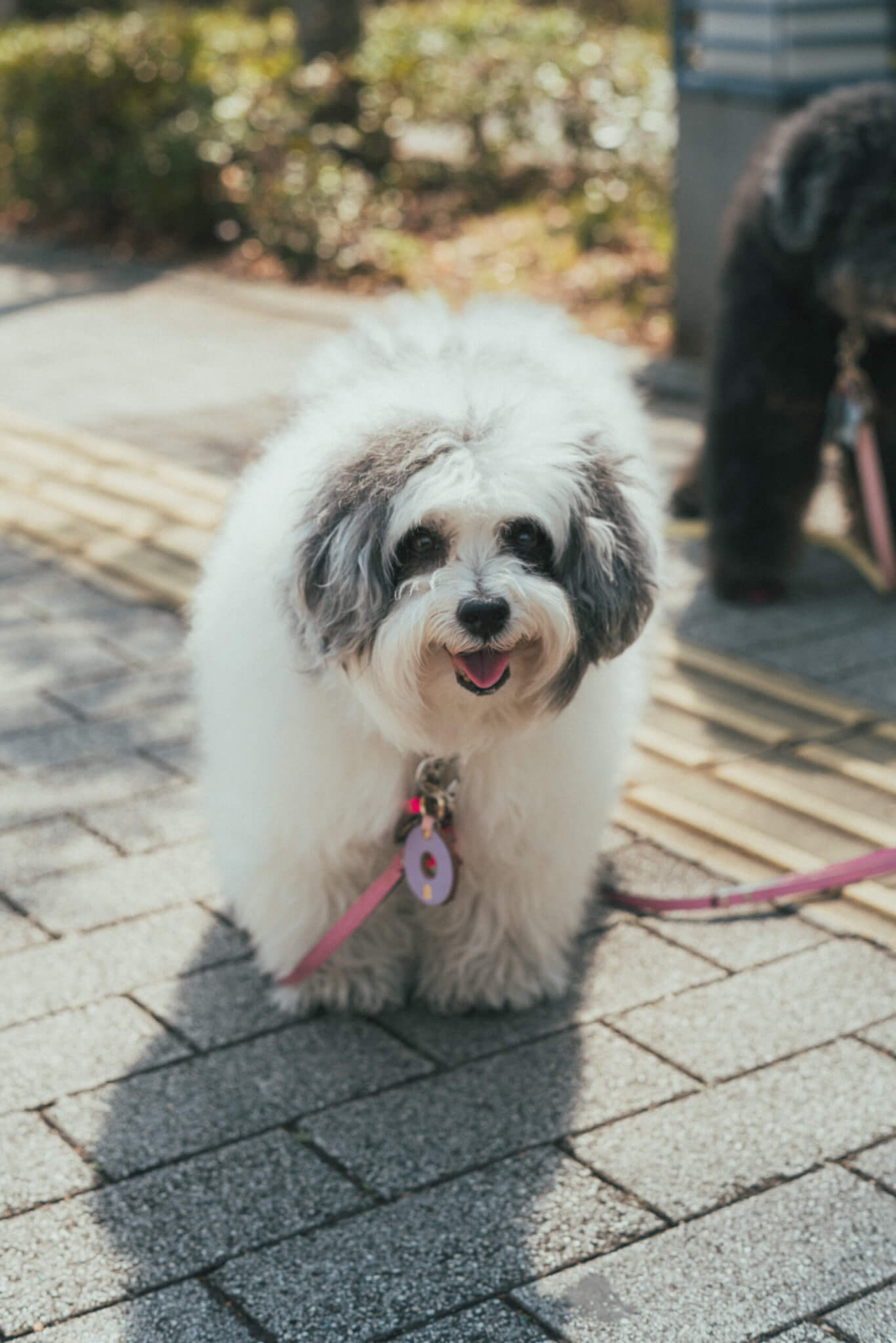 トイプードル, レジェンド