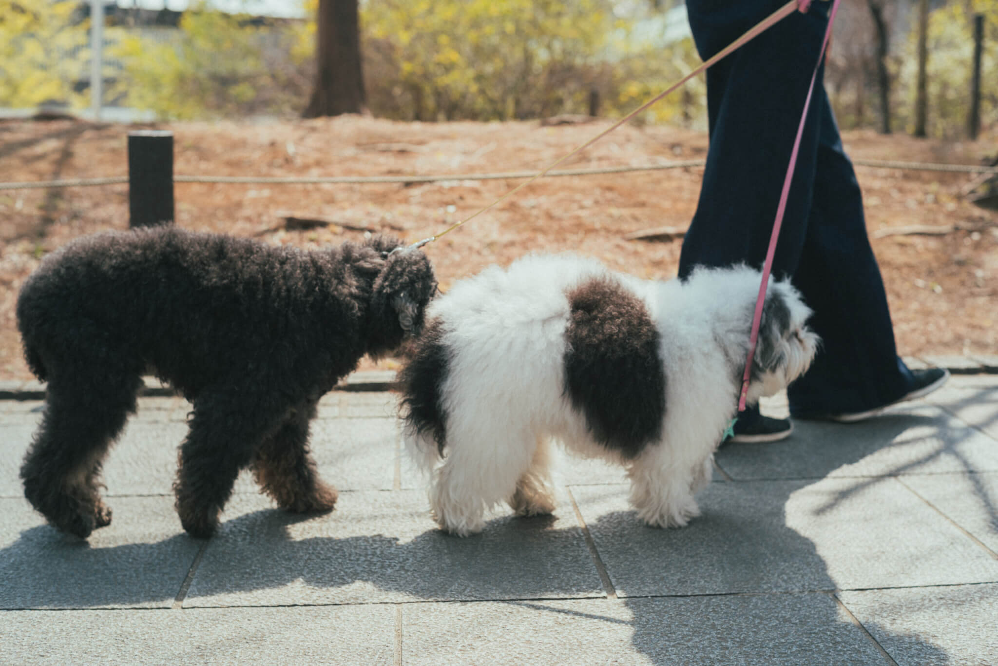 取材】18歳と14歳のトイプードル姉妹！「自由気ままに、のびのびと