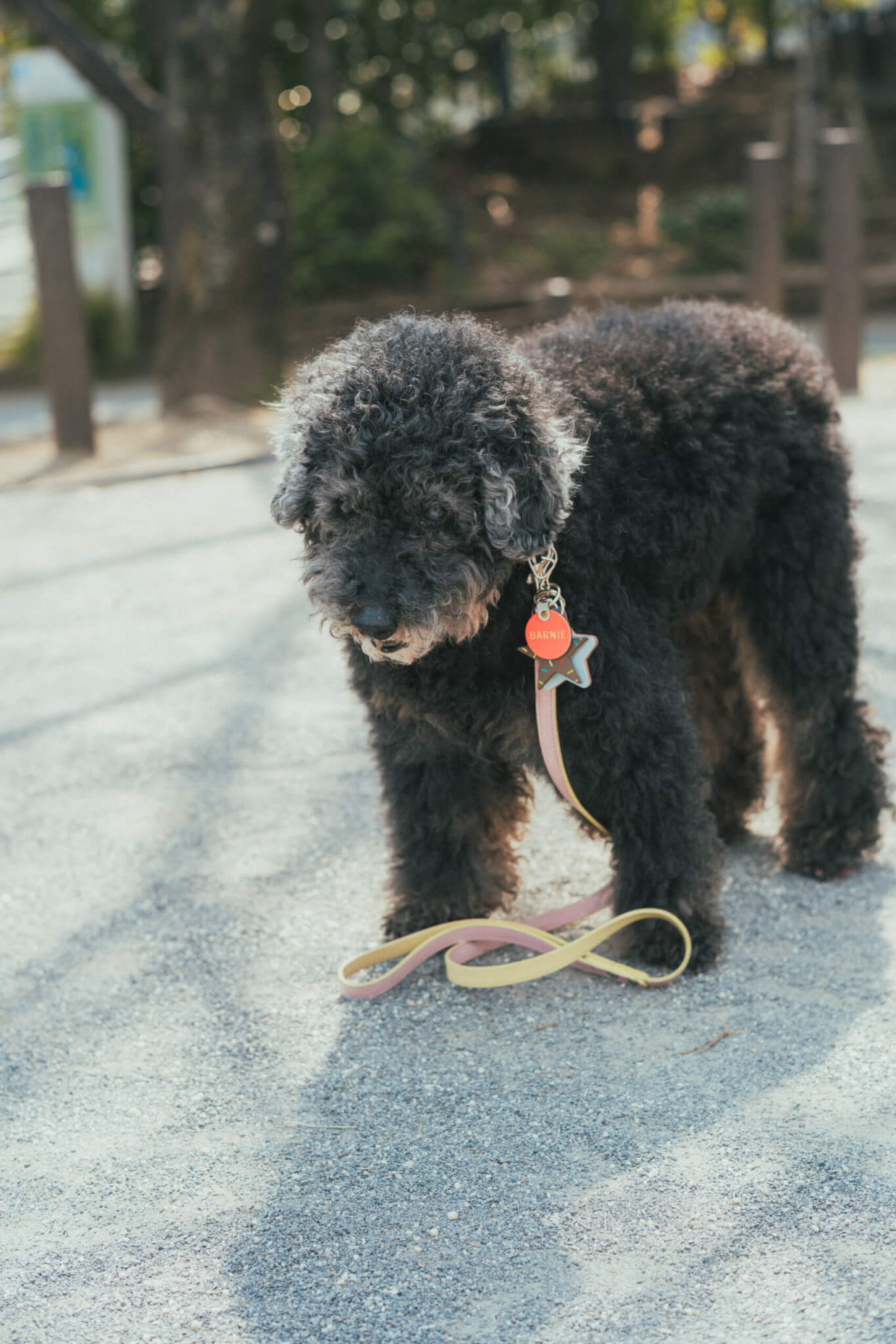 トイプードル, レジェンド
