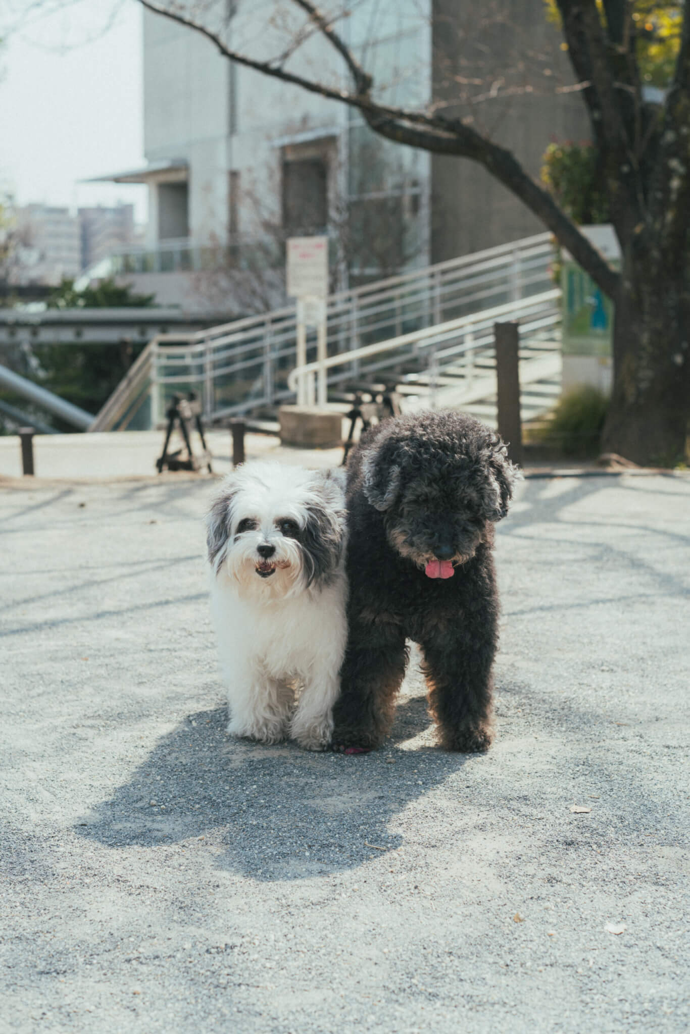 取材】18歳と14歳のトイプードル姉妹！「自由気ままに、のびのびと