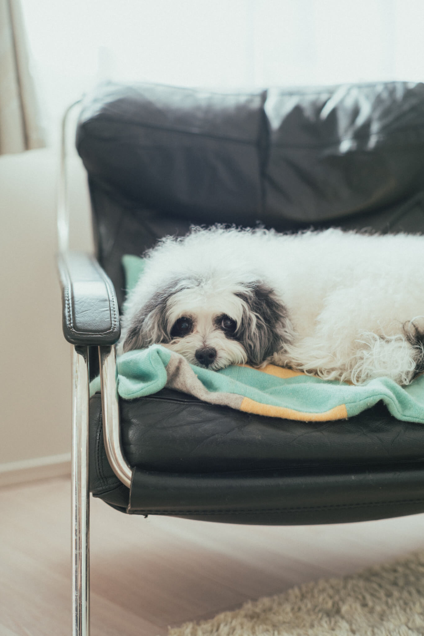 取材】18歳と14歳のトイプードル姉妹！「自由気ままに、のびのびと