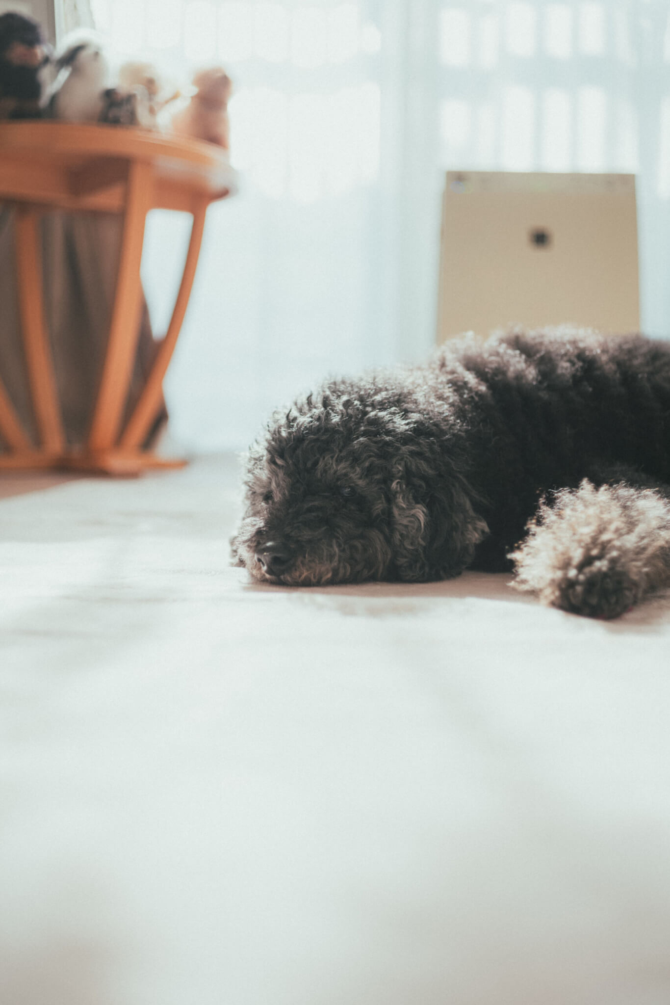 取材】18歳と14歳のトイプードル姉妹！「自由気ままに、のびのびと